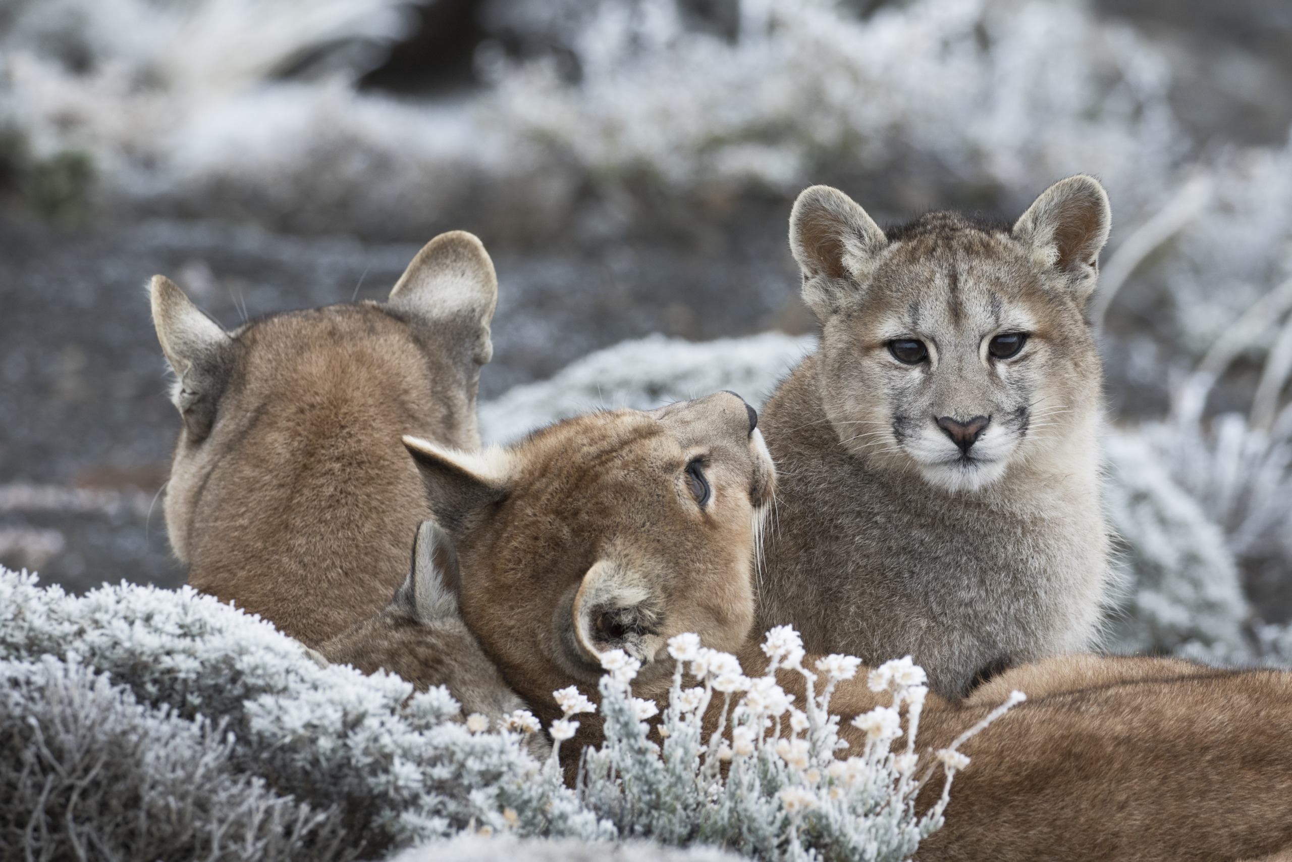 Three young pumas rest on frosted ground, surrounded by icy plants. One cub looks directly at the camera while the others face away, embodying the solitary essence of their natural habitat.