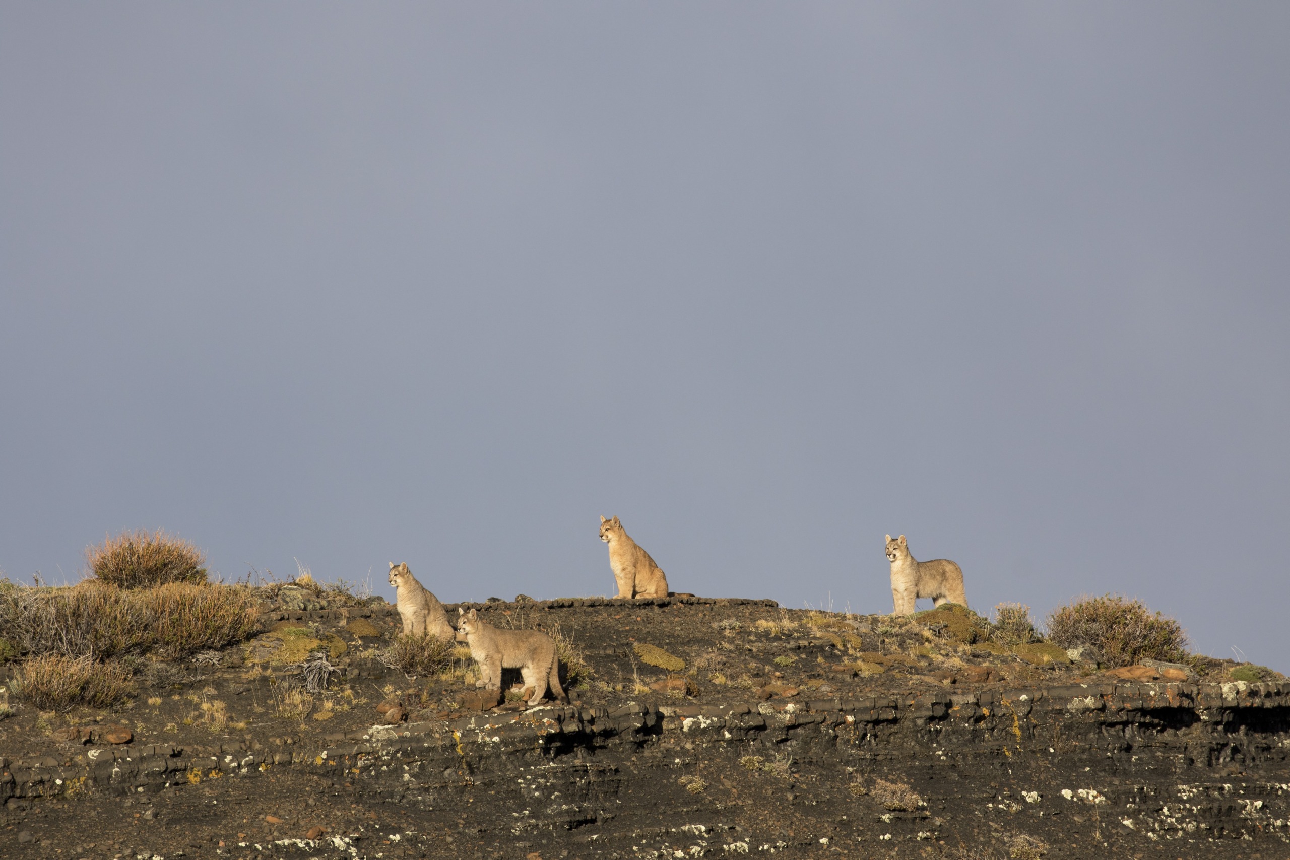 Four majestic pumas stand on a rocky hilltop against an overcast sky. Sparse vegetation, including tufts of grass and small shrubs, surrounds them. The vigilant pumas gaze in different directions, embodying the essence of the wild.