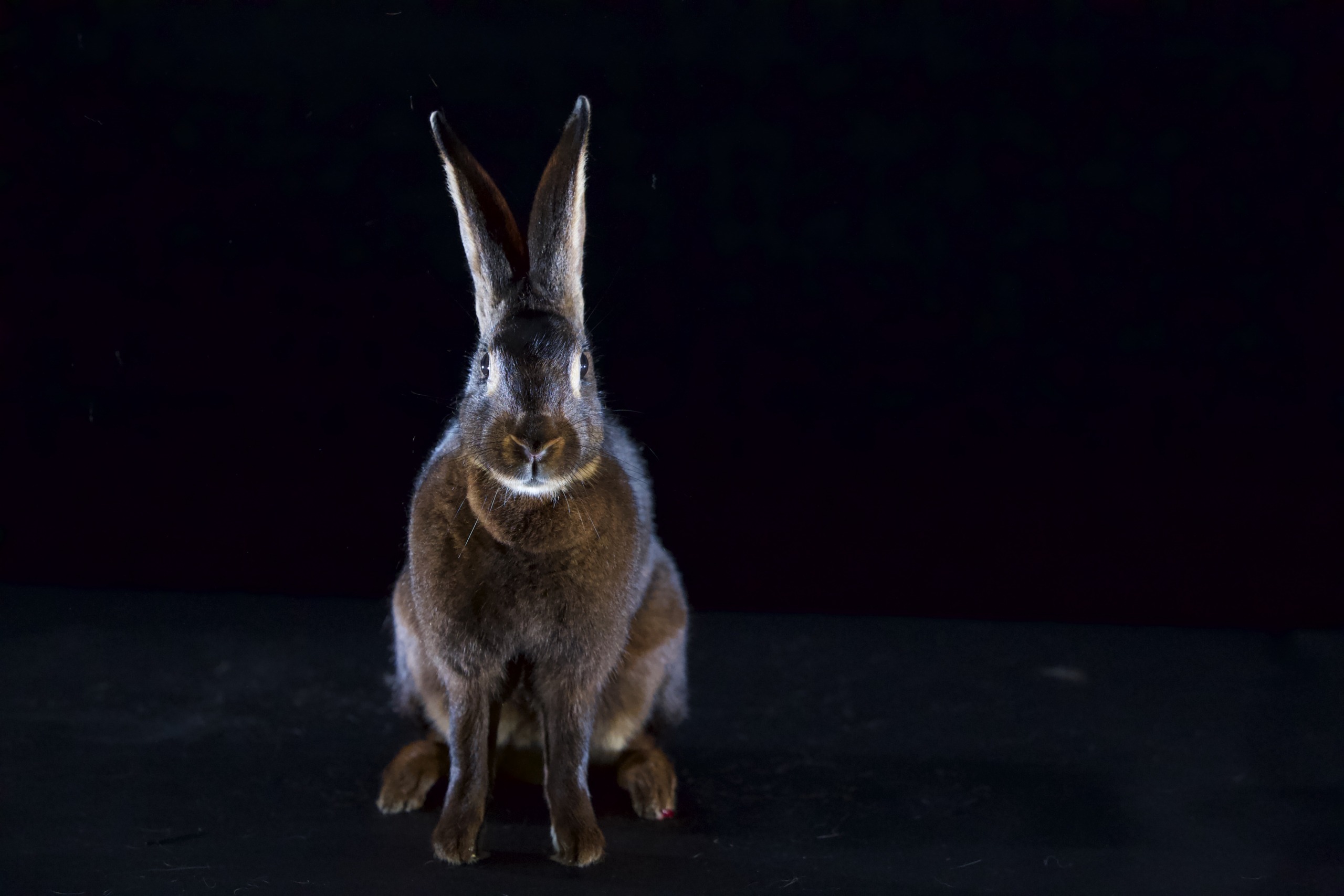 A brown rabbit with tall ears sits facing the camera against a dark background, rabbits illuminated softly from the front.