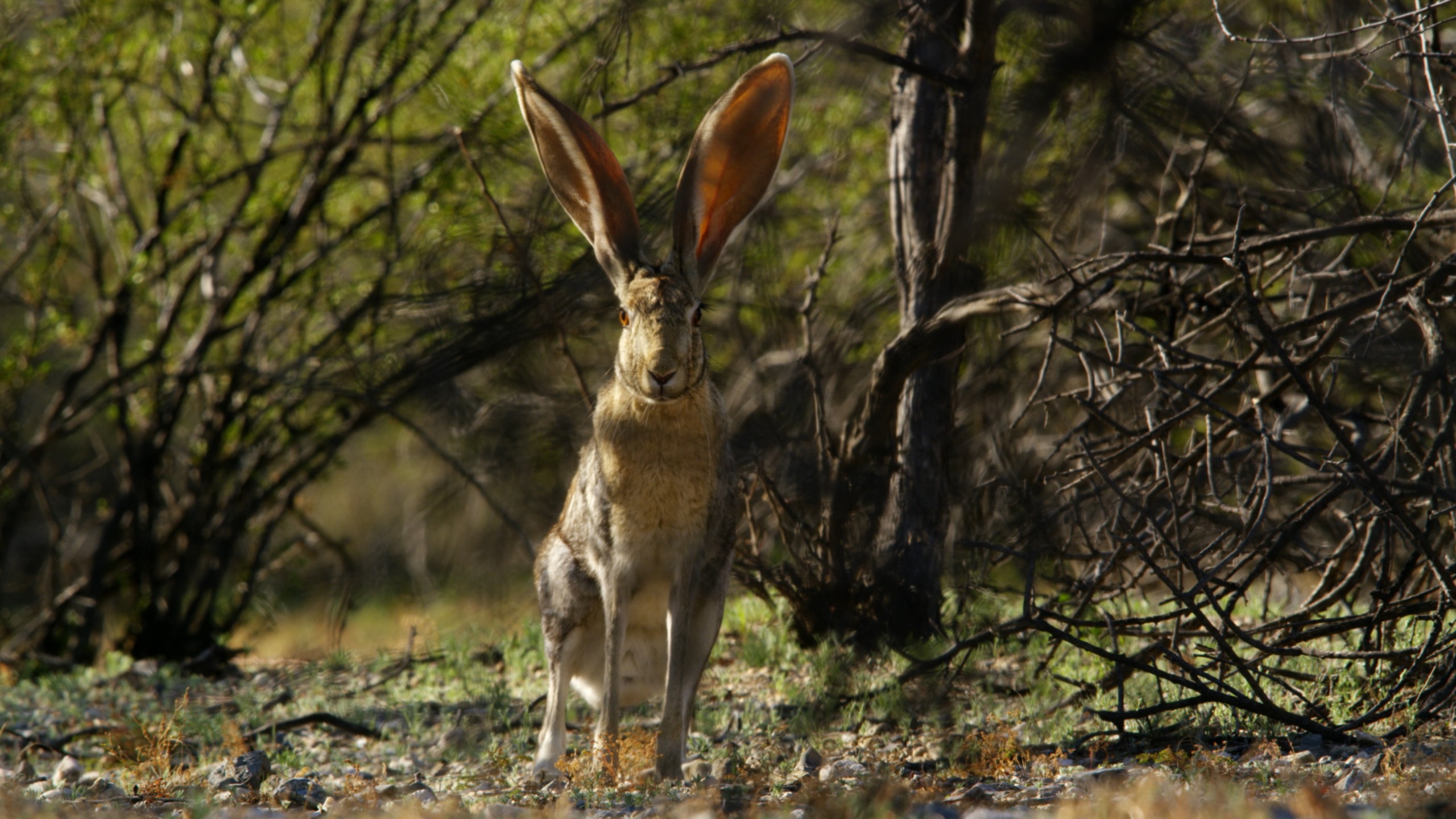 A jackrabbit with large ears stands alert in a desert landscape, surrounded by sparse vegetation and dry branches—an iconic figure among the resilient rabbits of this arid terrain.