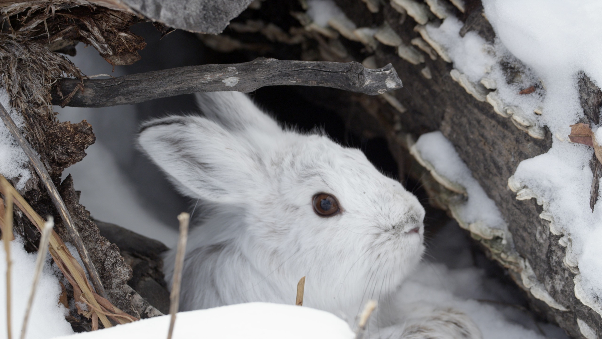 A white rabbit is nestled in the snow, partially hidden under a fallen log. Its ears are perked up, and it's gazing to the side. Snowflakes and twigs surround the scene, creating a wintery wonderland for rabbits seeking shelter.