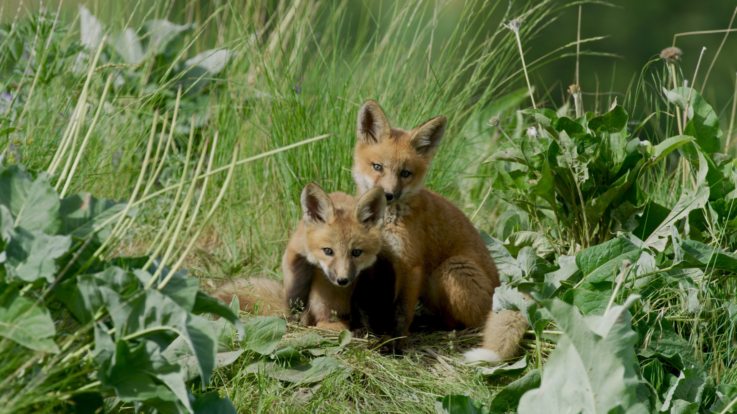 Two young foxes, seemingly born in the Rockies, sit closely together amidst tall grass and leafy plants. One curiously looks forward while the other glances to the side. The lush greenery suggests a natural, serene setting.