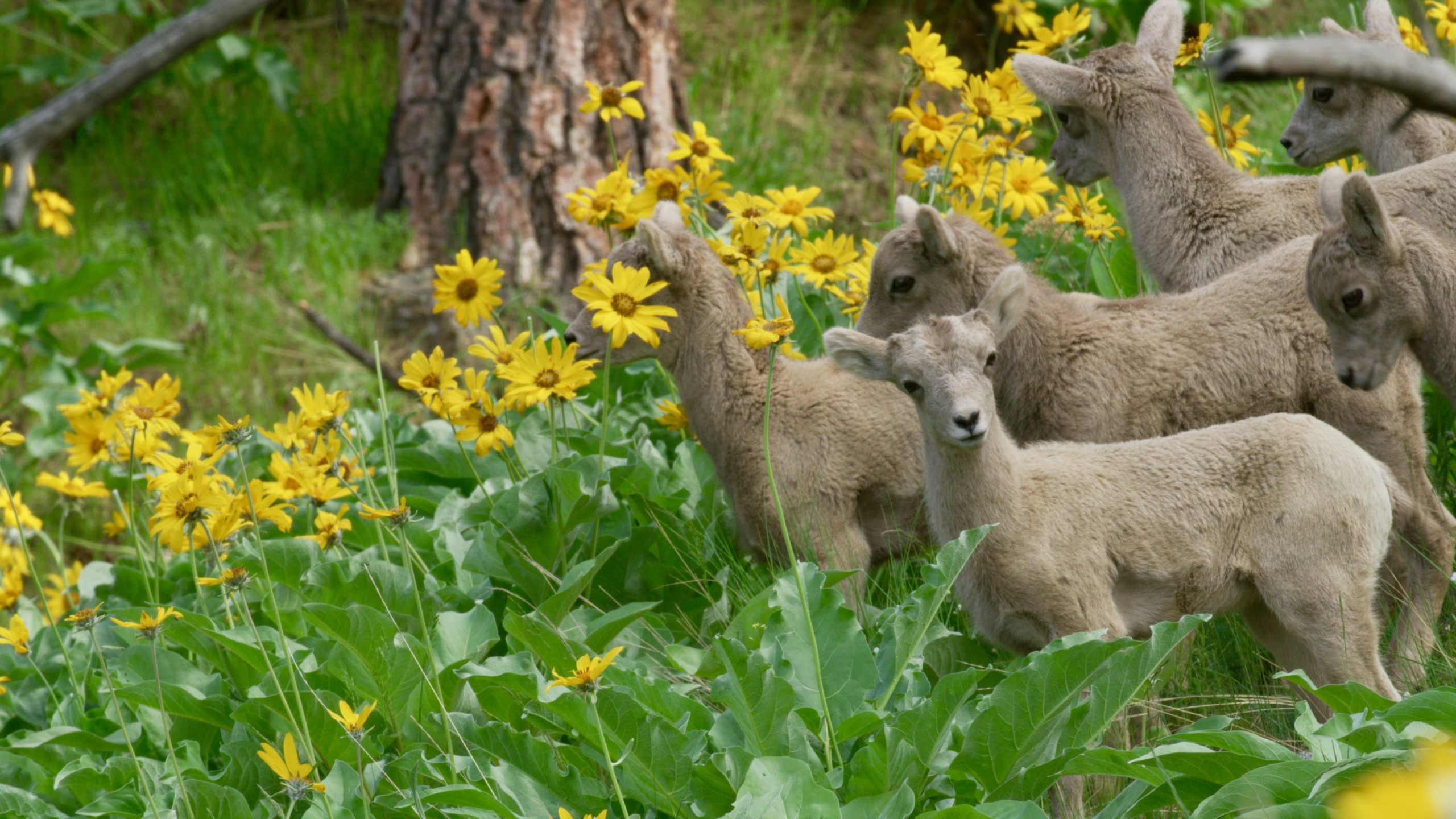 Several bighorn sheep lambs stand among vibrant yellow wildflowers and lush greenery in the Rockies. A tree trunk is visible in the background, creating a serene natural scene.