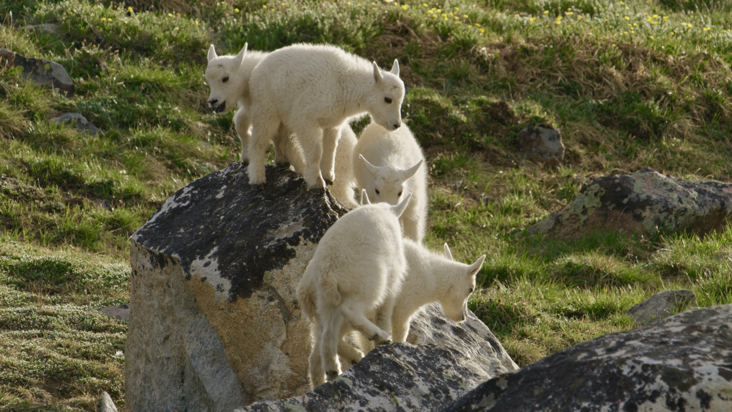 Four young mountain goats, seemingly born for the rugged beauty of the Rockies, with their white fur gleaming, stand and play on large rocks in a grassy landscape. All are gathered closely, with one goat slightly separated from the others, looking toward the camera.