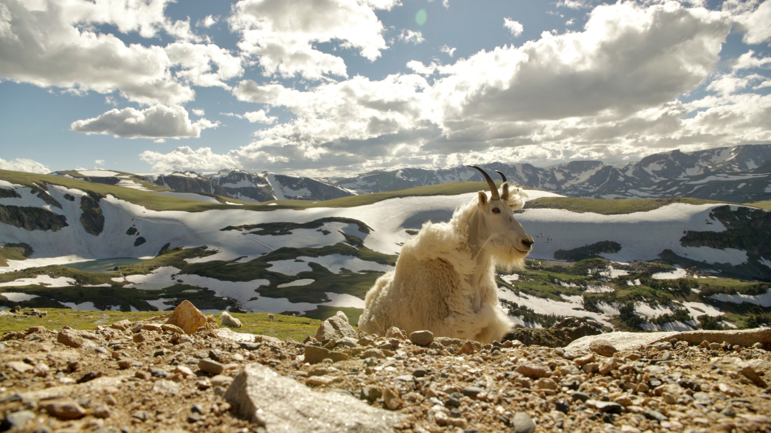 A mountain goat, born in the Rockies, rests on rocky terrain with a scenic backdrop of snow-capped mountains under a partly cloudy sky. Patches of green grass and distant valleys are visible, adding to the majestic view.