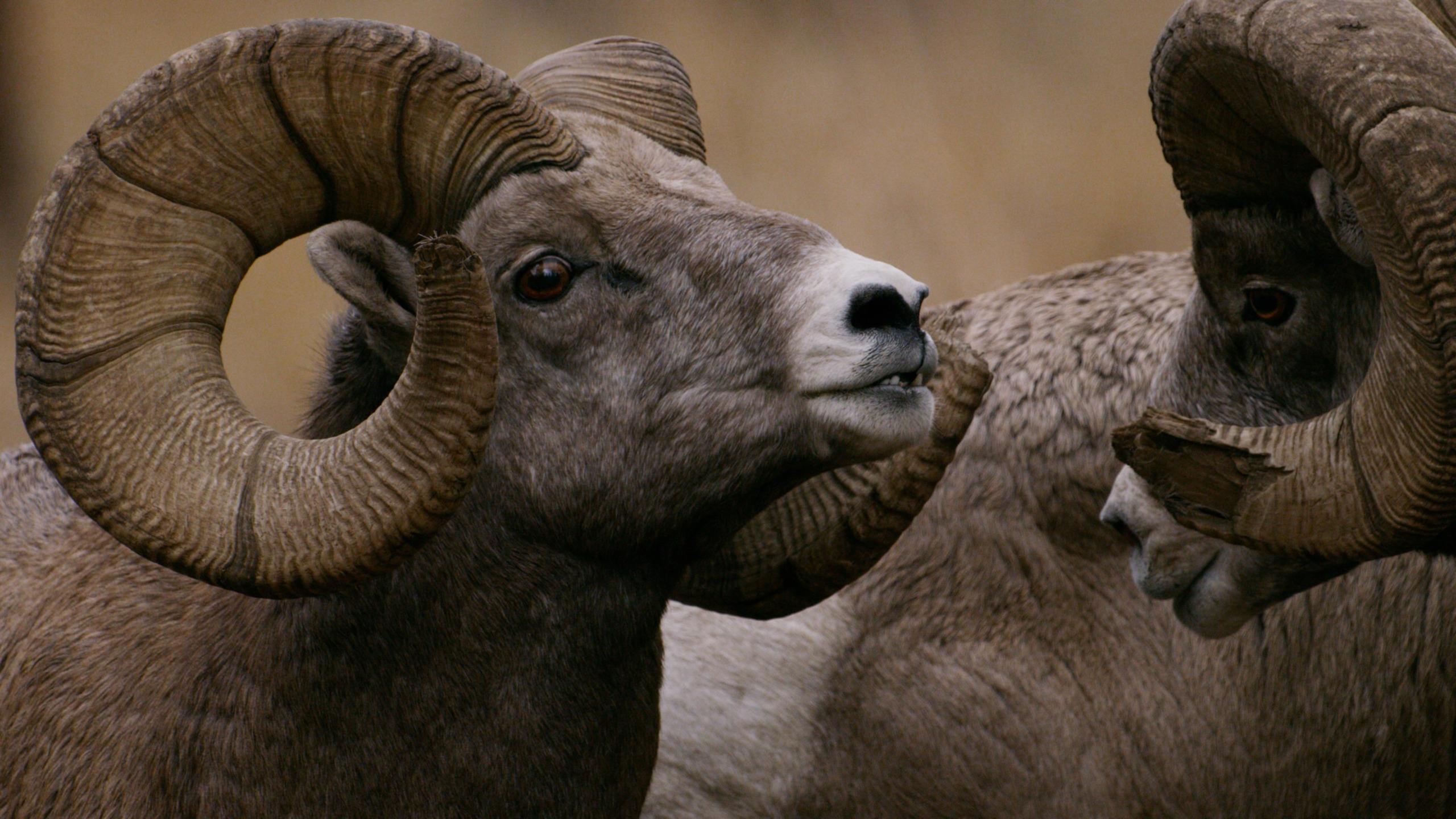 Close-up of two bighorn sheep with large, curved horns. Born in the heart of the Rockies, the sheep on the left faces forward, while the one on the right is slightly turned away. The background is a blurred natural setting, capturing a perfect moment for Rockies tourism.