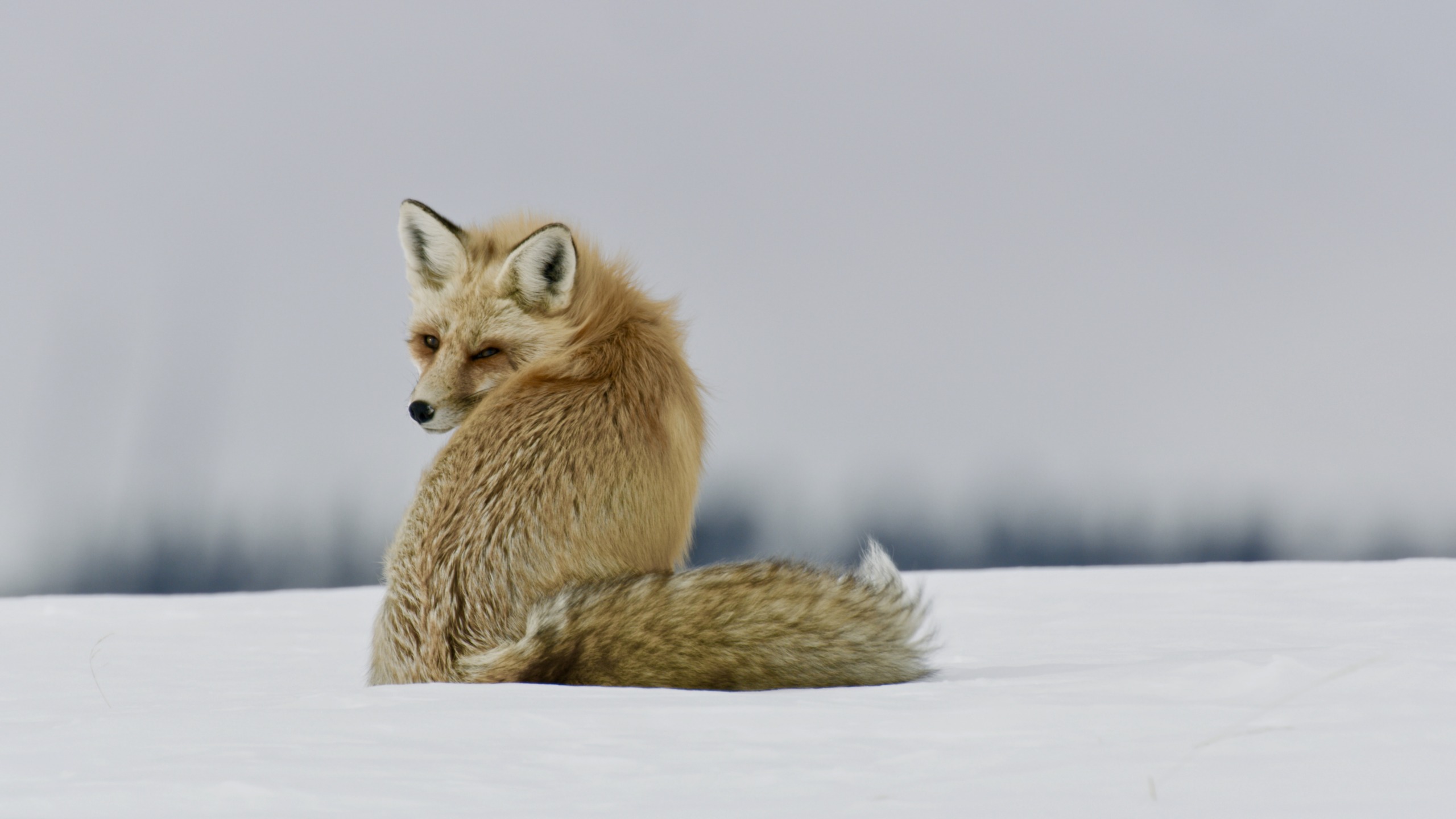 Born in the Rockies, a fox with a bushy tail sits on a snowy landscape, looking back over its shoulder. Its fur is a mixture of soft browns and whites, blending seamlessly with the wintry background.