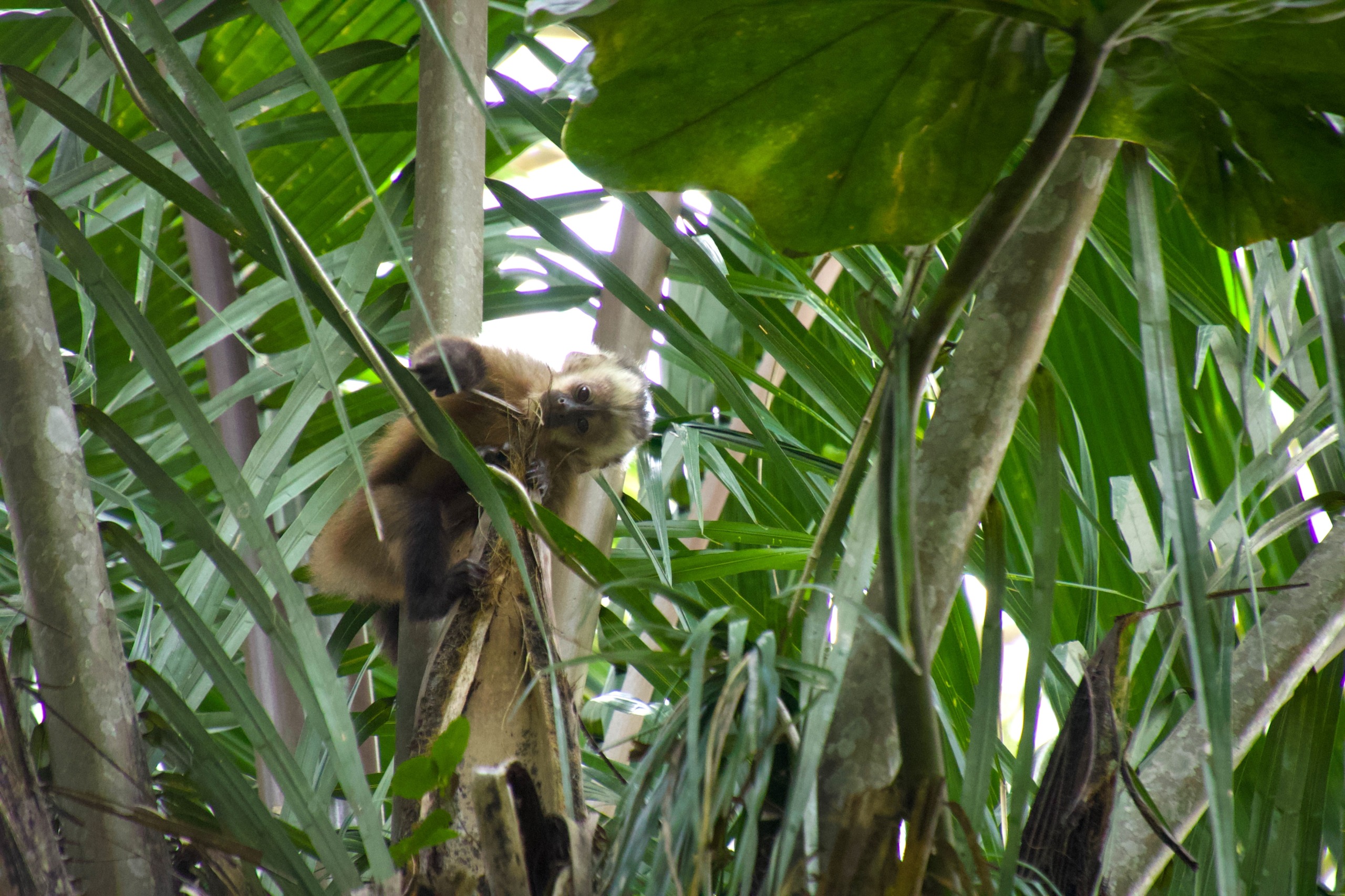 A sloth rests amid dense, green tropical foliage, partially hidden by overlapping leaves and branches. Its light brown fur blends seamlessly into the Roots of Life, appearing relaxed and camouflaged within the vibrant jungle environment.