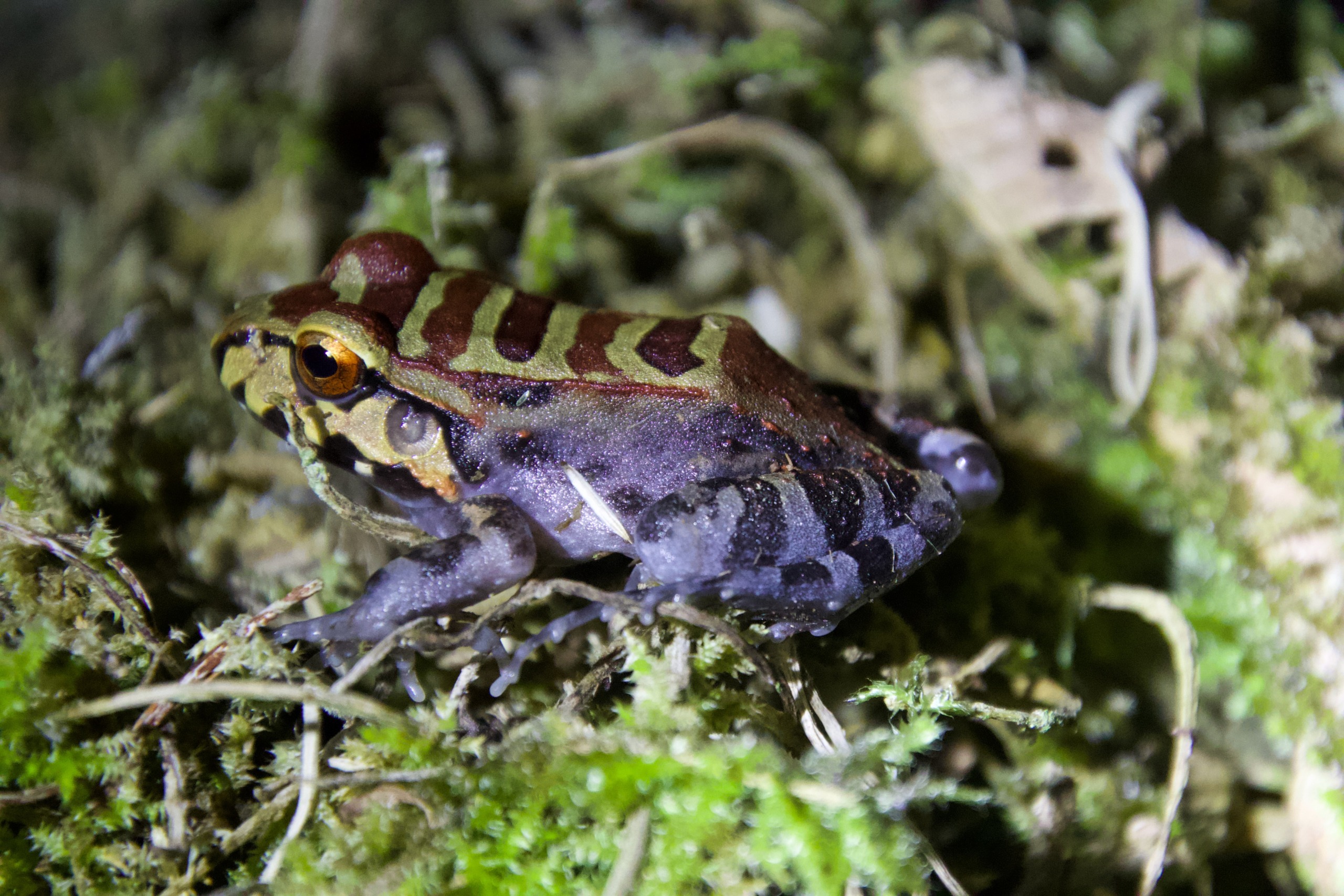 A colorful frog with vivid markings, reminiscent of Roots of Life, rests on a bed of moss and grass. Its body boasts a mix of red, brown, and green hues, creating a striking camouflage that embodies the harmony found in holistic living against the natural background.