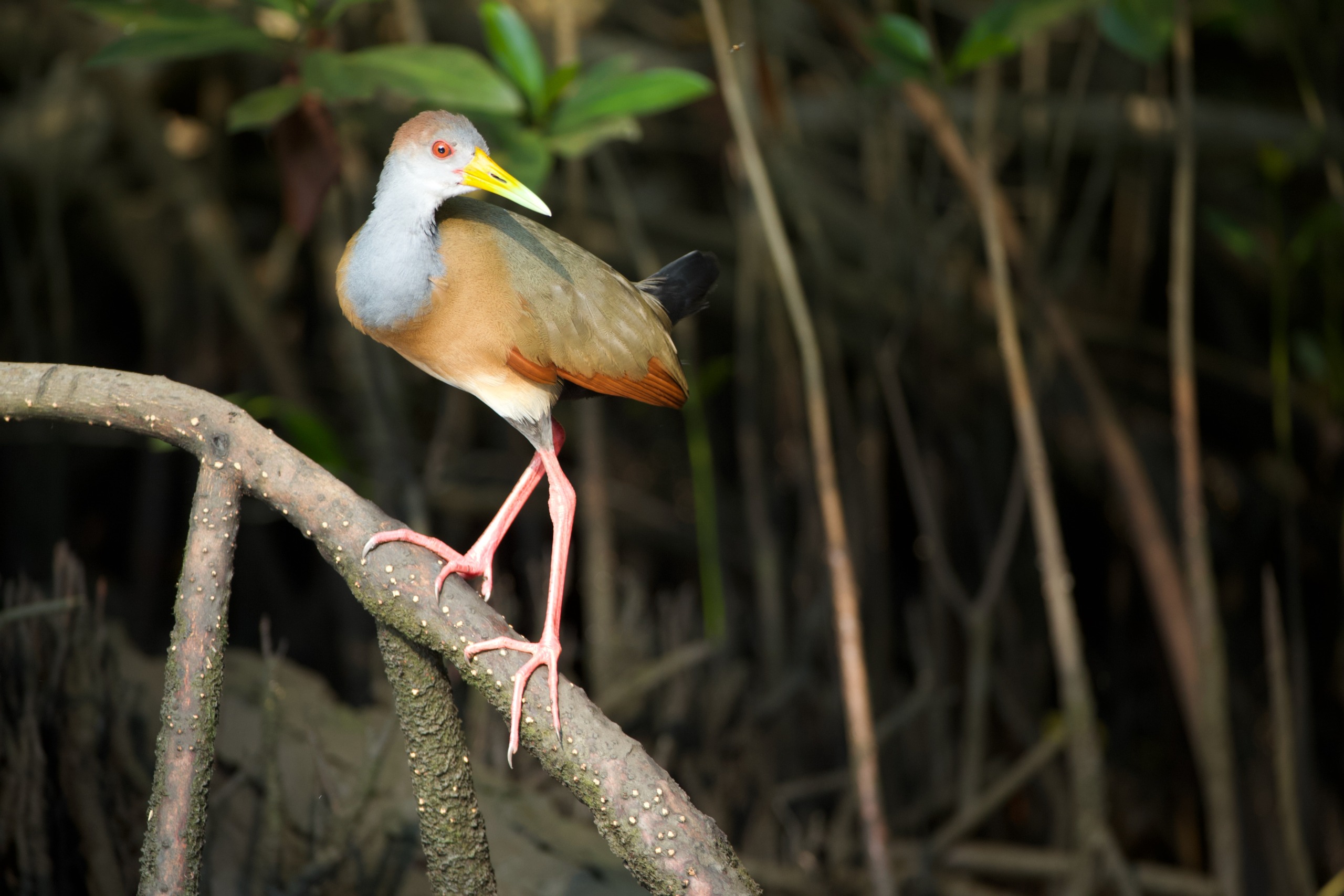 A bird with a colorful beak and red legs perches on a twisted branch, surrounded by the vibrant green foliage of the Roots of Life forest, embodying the essence of natural wellness.