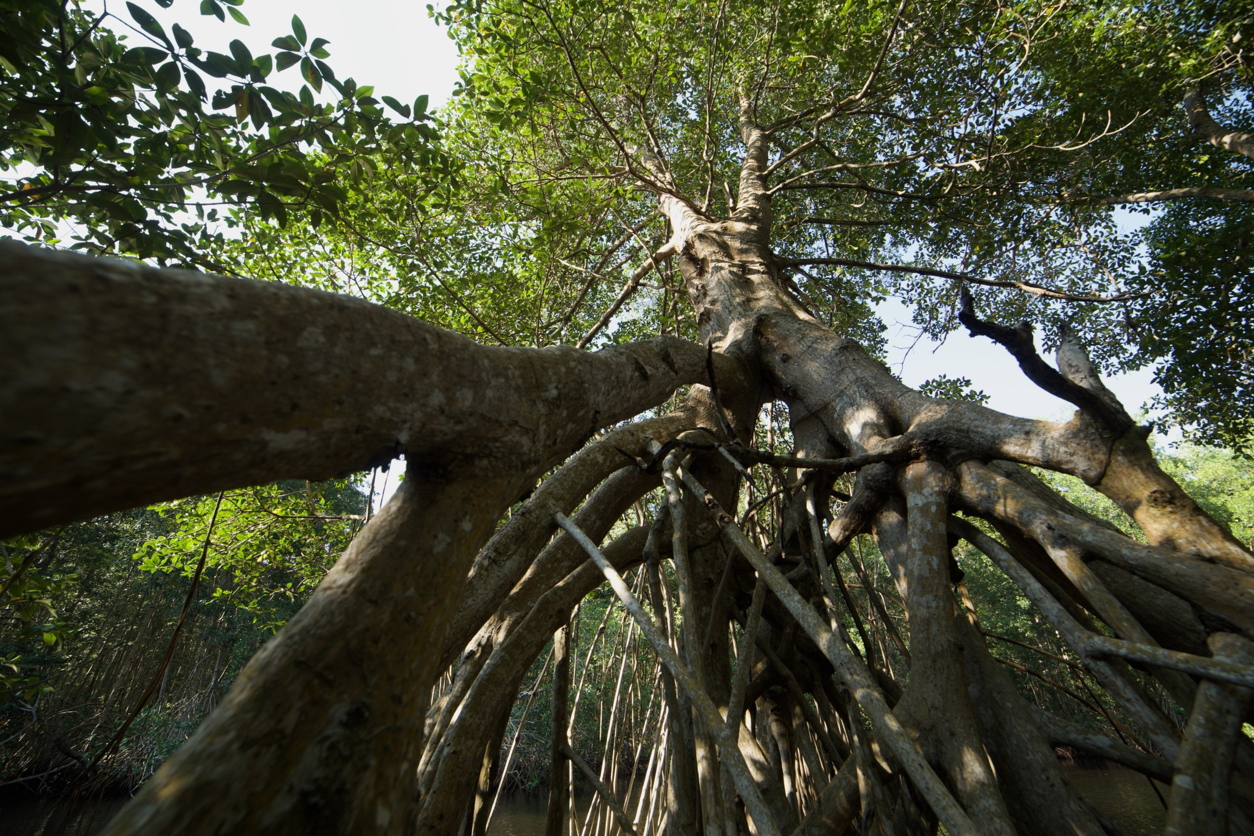 A view from below of a large mangrove tree with twisting aerial roots extending into the water. The tree's dense green foliage forms a canopy against the bright sky, creating a dynamic composition of natural elements in this wetland environment, symbolizing wellness and the Roots of Life.