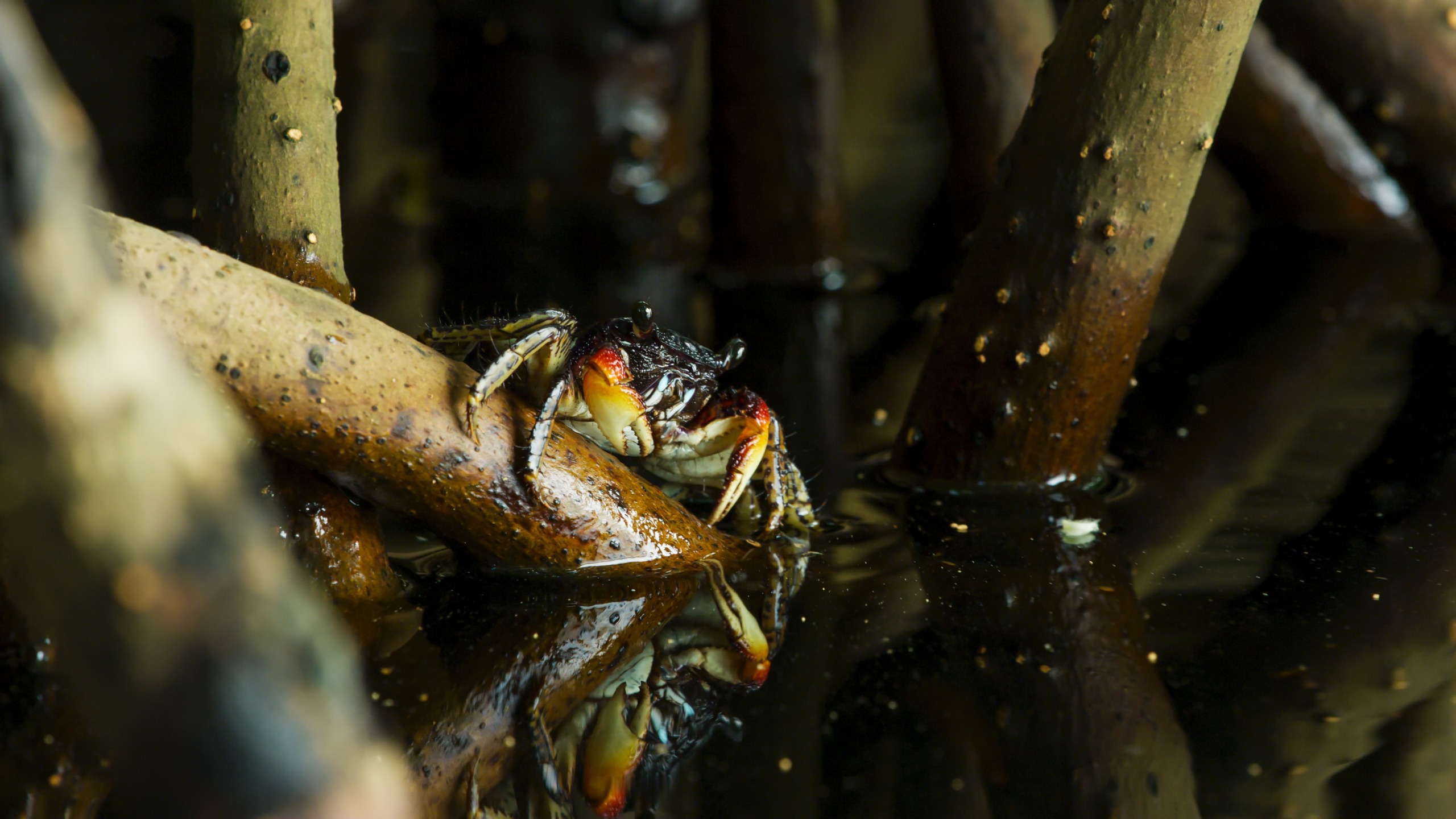 A crab with dark red and orange markings clings to a mangrove root above reflective water, embodying the Roots of Life. The surrounding roots are covered in small barnacles, creating a rich, natural habitat that mirrors the interconnectedness of holistic health.