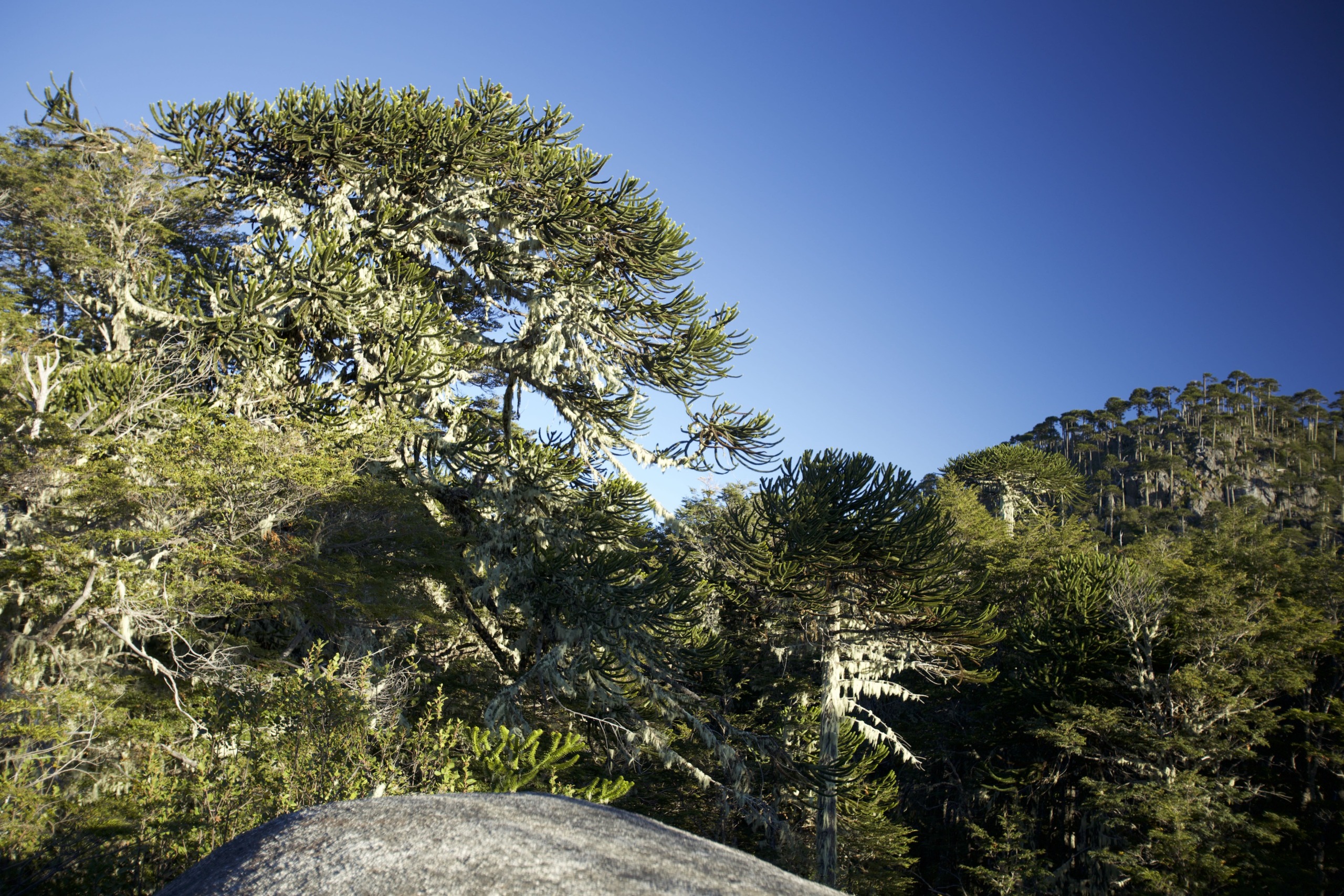 A dense, botanical forest with tall, spiky-branched trees under a clear blue sky. A large, smooth rock in the foreground bears witness to the Roots of Life. In the distance, mountains stand tall as sunlight casts shadows, enhancing the texture of this thriving greenery.