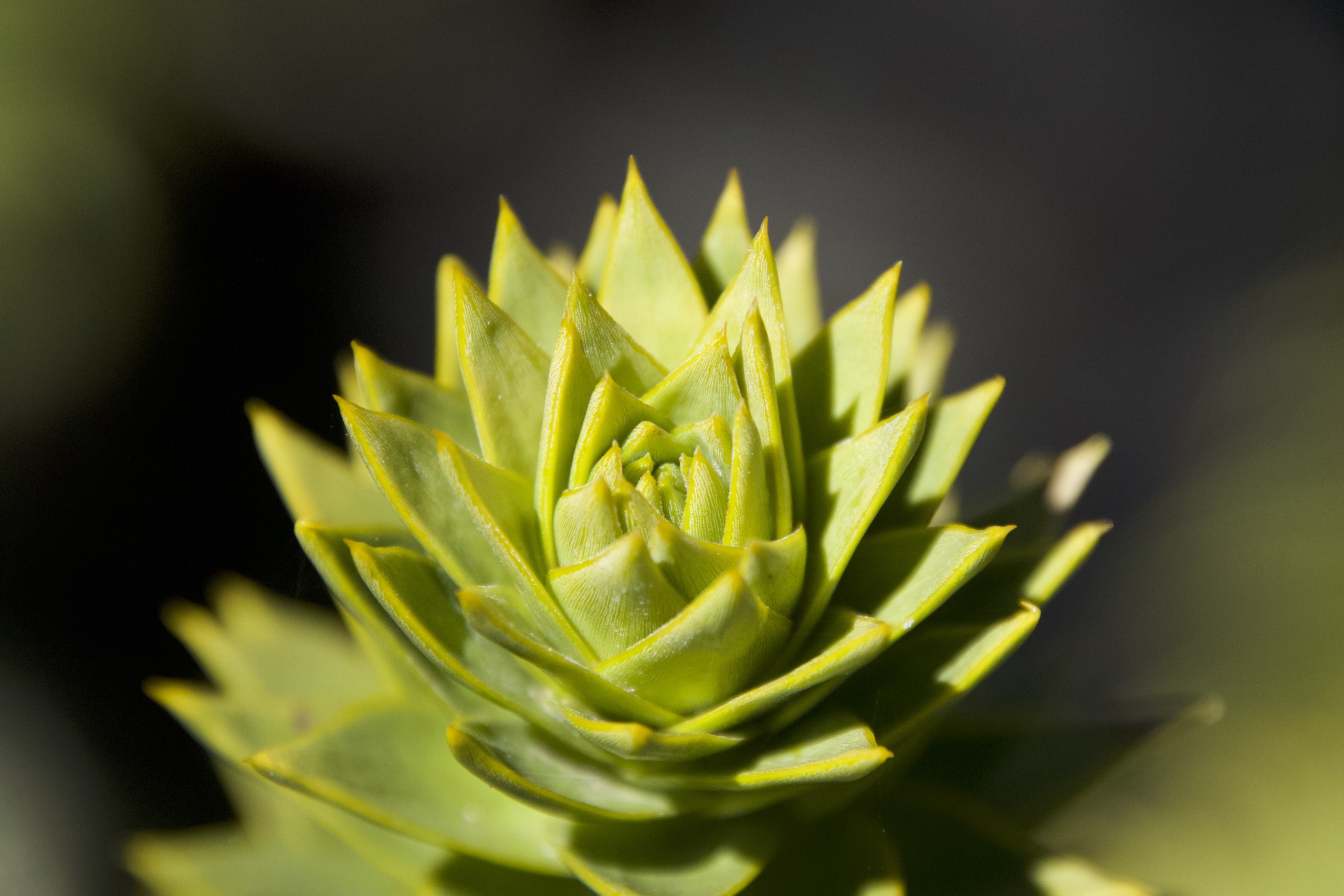 Close-up of a bright green succulent with sharp, pointed leaves arranged in a spiral pattern, embodying the essence of nature. The background is softly blurred, highlighting the plant's intricate structure and celebrating the roots of life.