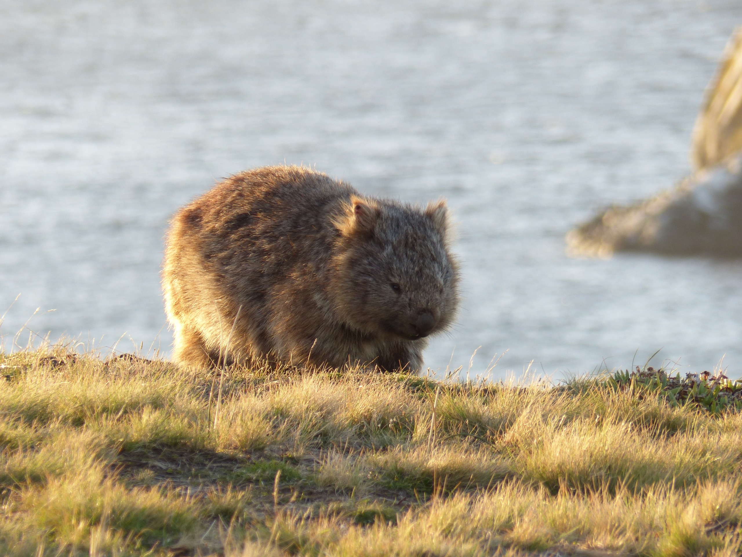 A wombat stands on a grassy area near a body of water, facing slightly downward, as if pondering nature's secrets. The background shows a blurred, sunlit water surface with part of a rock or landmass visible on the right side.