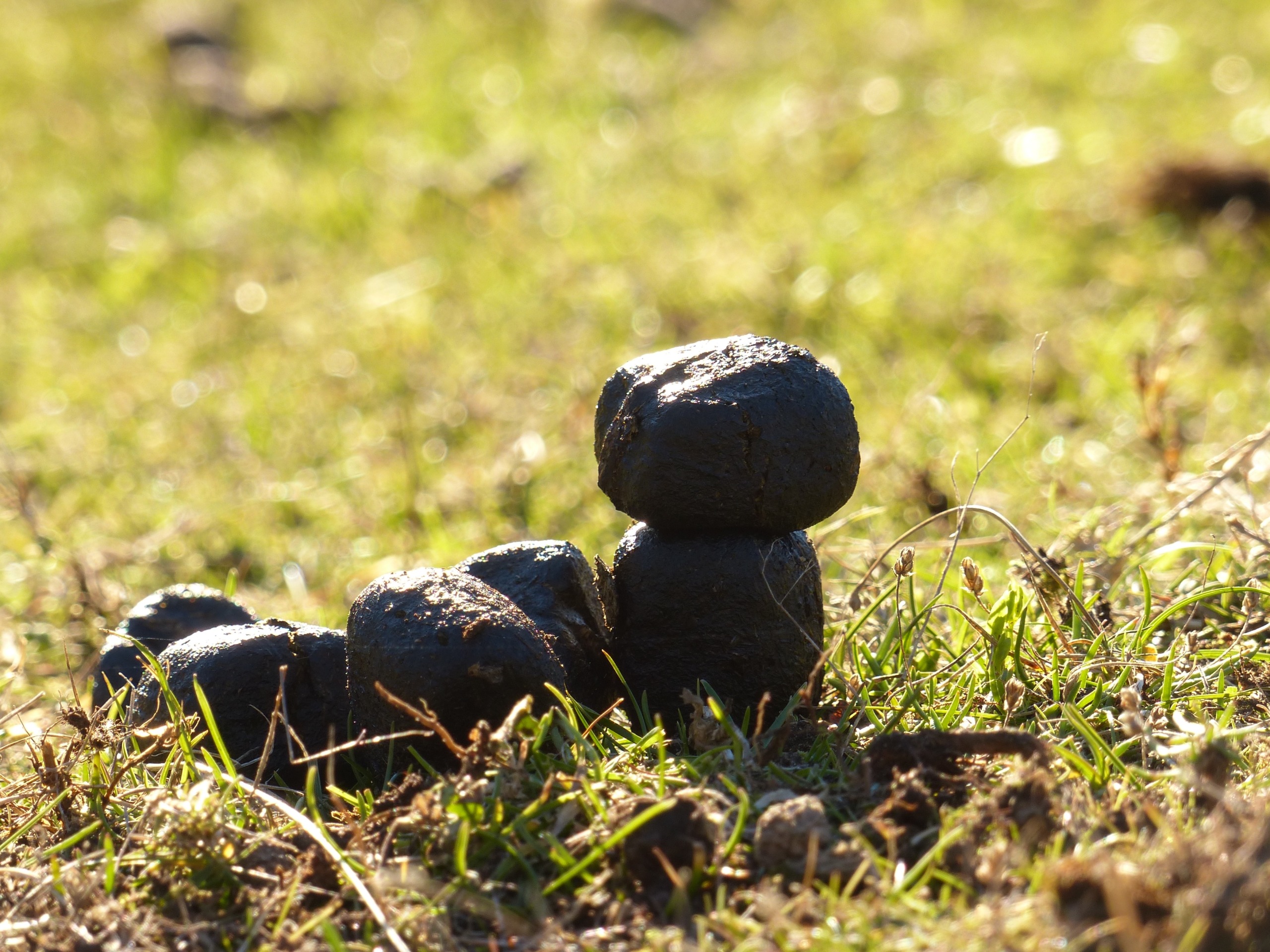 Close-up of animal scat on a grassy field, partially illuminated by sunlight. The grass is short and the scene whispers secrets in natural light.