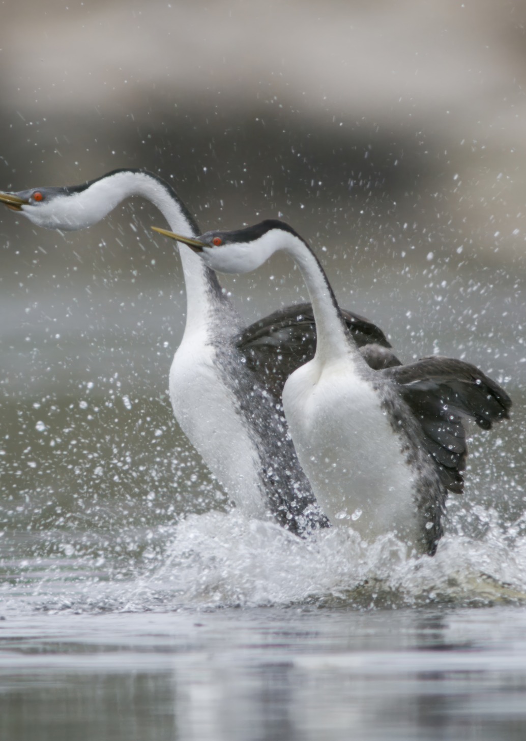 In the serene waters of San Diego, two grebes engage in a mesmerizing courtship display, running side by side with wings slightly spread, creating splashes. Their necks elongated, they move in perfect synchronization against a blurred backdrop that beautifully highlights the dance.