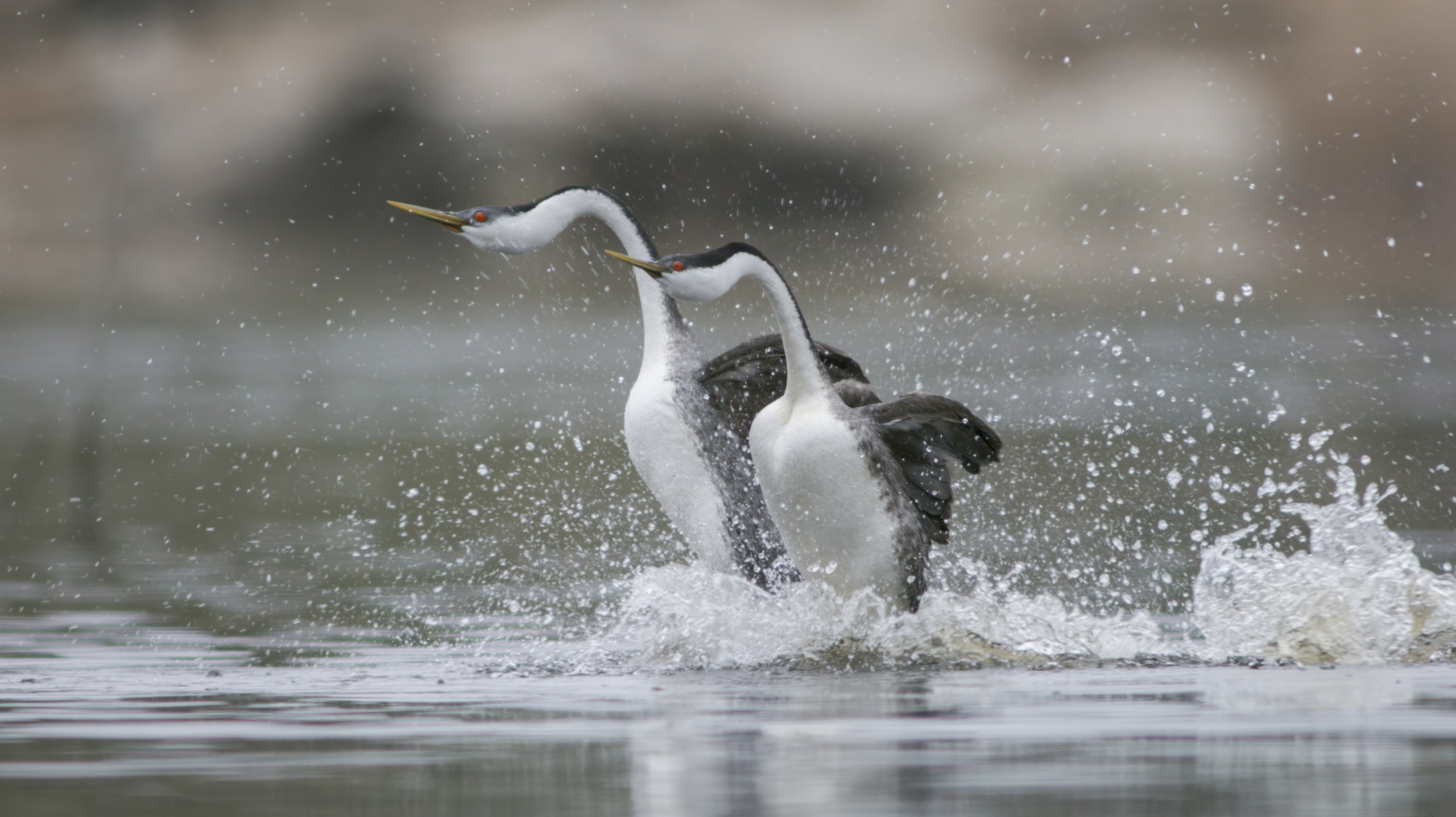 In the serene waters of San Diego, two grebes engage in a mesmerizing courtship display, running side by side with wings slightly spread, creating splashes. Their necks elongated, they move in perfect synchronization against a blurred backdrop that beautifully highlights the dance.