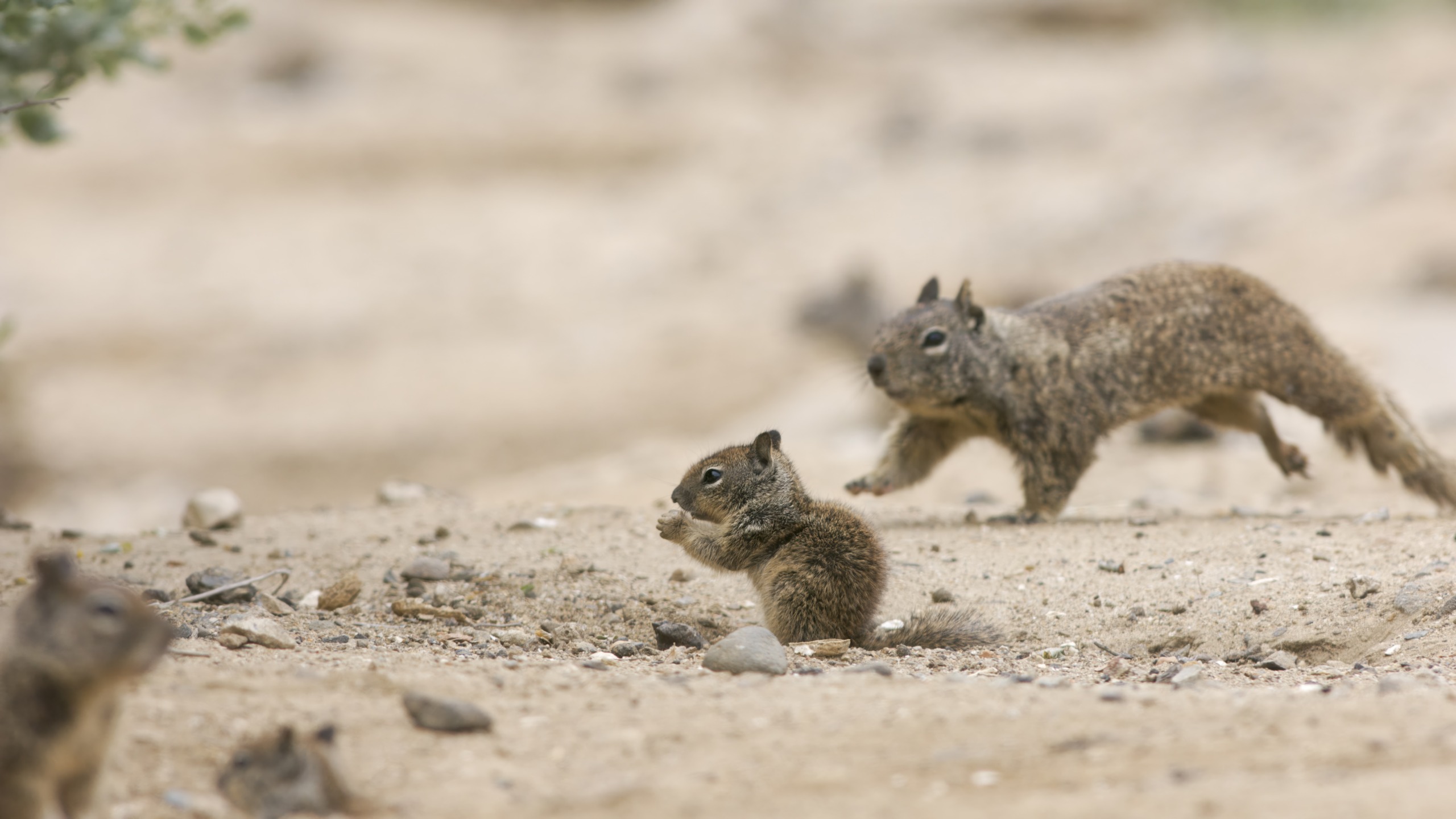 In the sunny San Diego landscape, a ground squirrel leaps energetically in the background while another sits upright in the foreground, nibbling on food. The sandy terrain is dotted with small stones and blurred green foliage appears on the side.