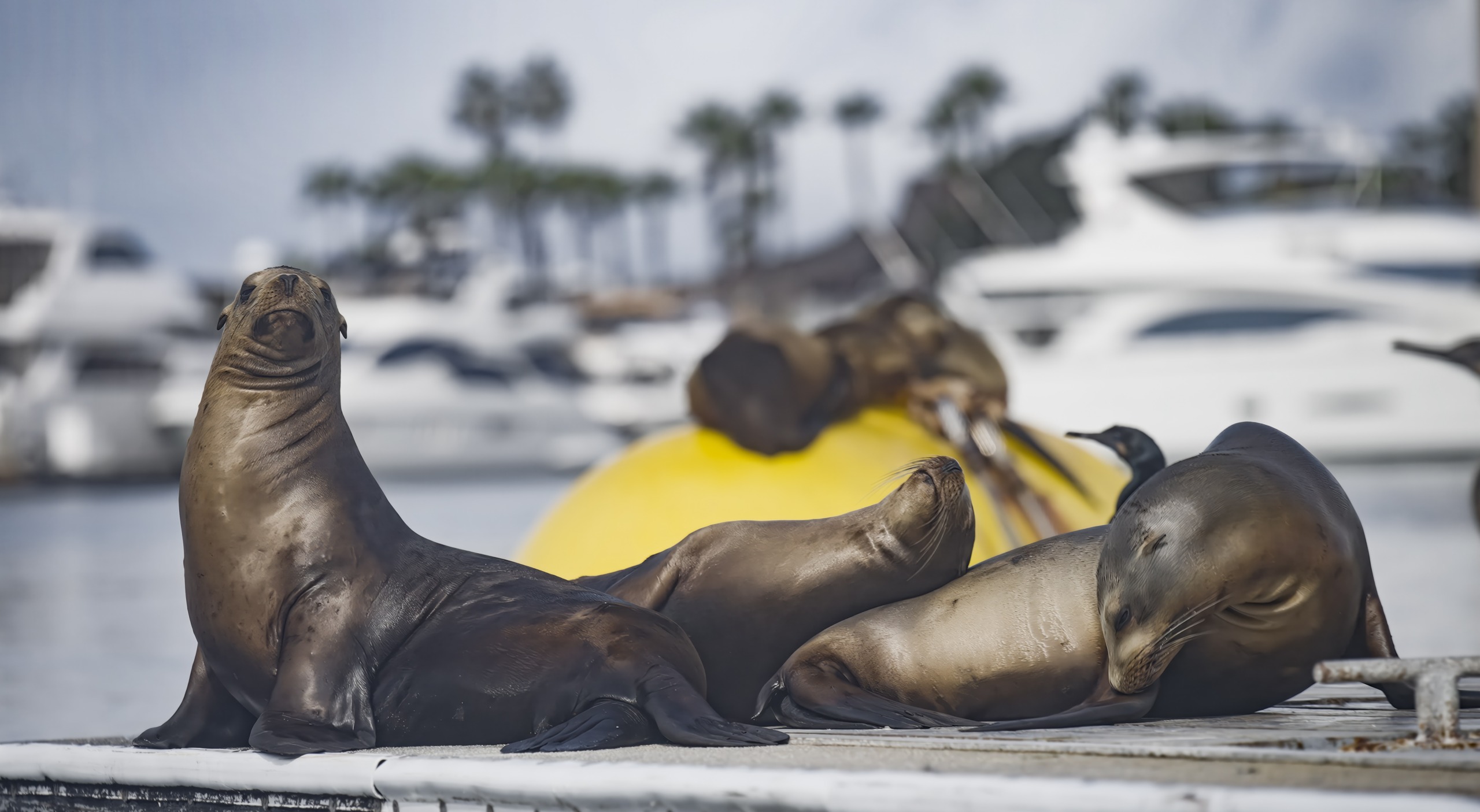 Sea lions rest on a dock in San Diego against a backdrop of blurred yachts and palm trees. The animals are basking in the sun, two lying closely together while another perches upright on a yellow buoy.