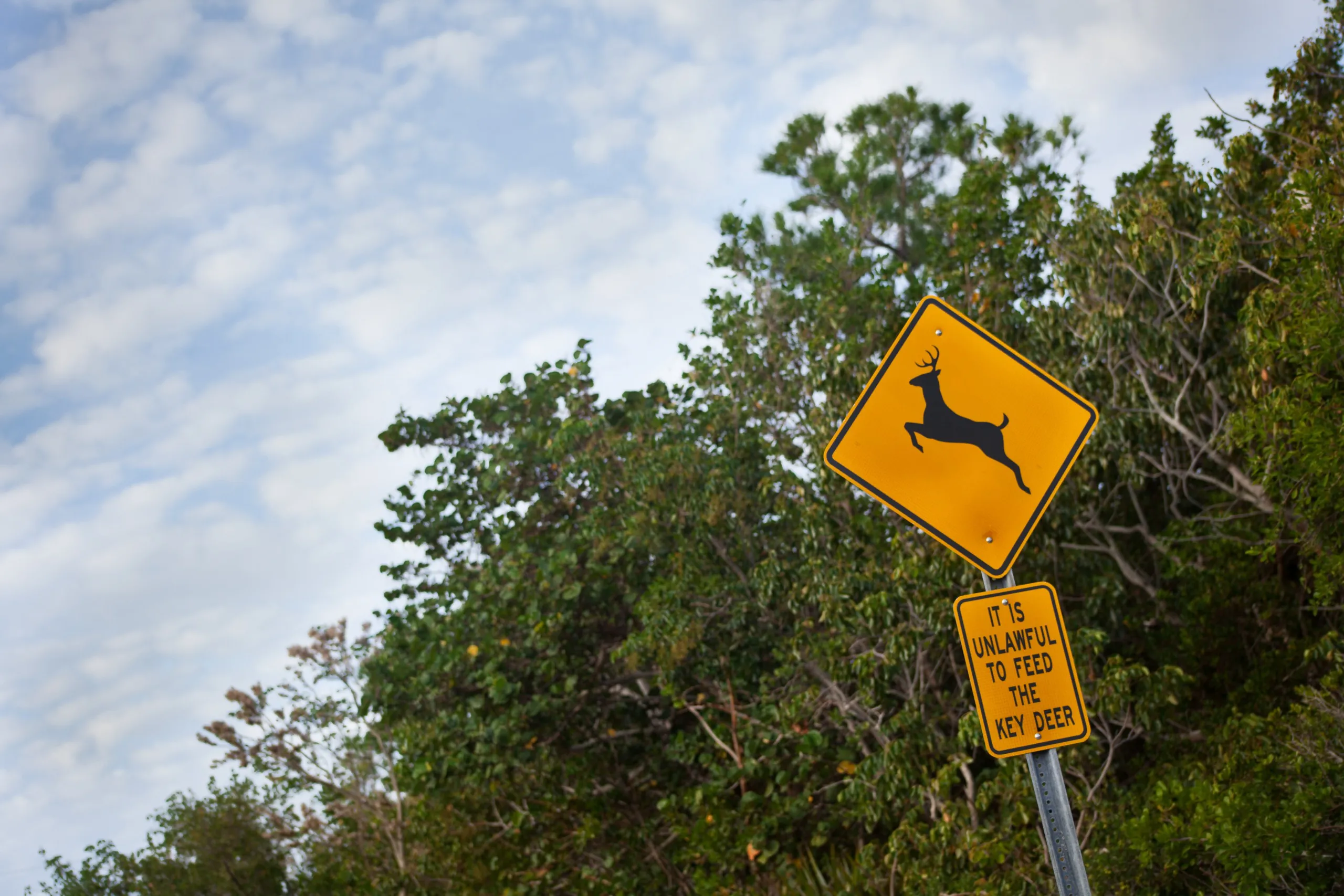 A yellow road sign with a deer symbol warns of the secret life of deer crossing, set against a backdrop of green trees and a partly cloudy sky. Below, a smaller sign states it is unlawful to feed the key deer.