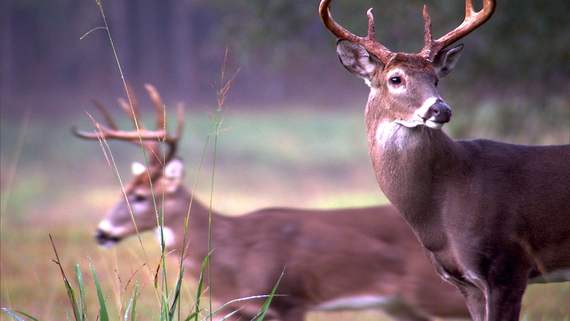 Two deer with antlers stand in a grassy field, offering a glimpse into the secret life of deer. The closer one is in focus, while the other is blurred in the background. They are surrounded by tall grass and a forest backdrop, creating an enchanting scene.