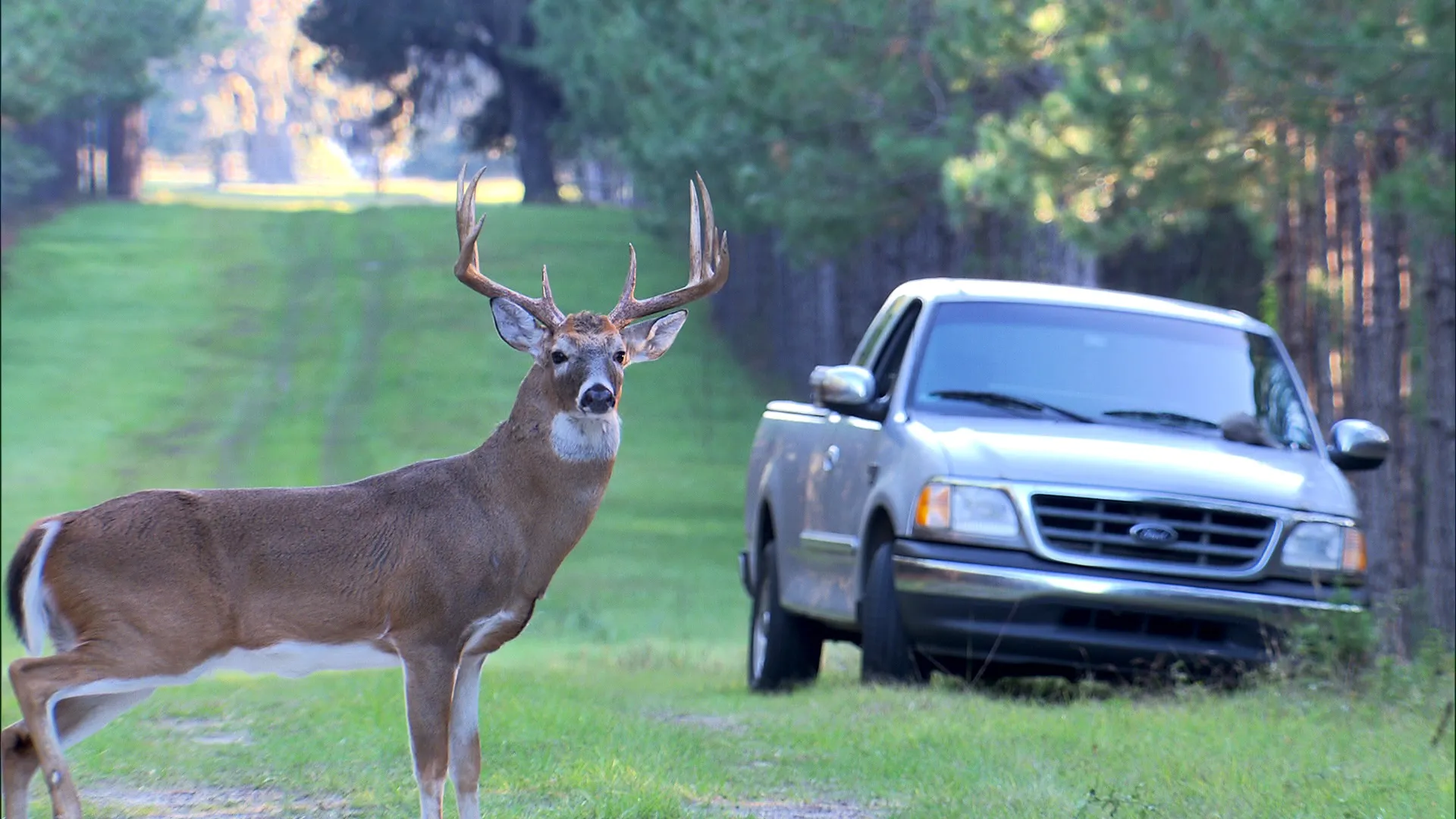 A deer with large antlers stands on a grassy path, embodying the serene life of deer. It gazes toward the camera, while behind it, a silver Ford pickup truck is parked. Tall trees line the scene, enhancing the peaceful coexistence of nature and machinery.