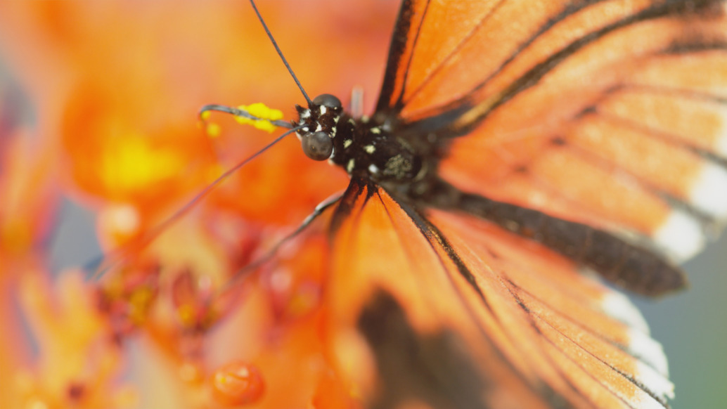 A close-up of a vibrant orange and black butterfly feeding on radiant orange flowers. The fine details of the butterflies are visible, showcasing delicate wings and antennae. The softly blurred background emphasizes their stunning colors.