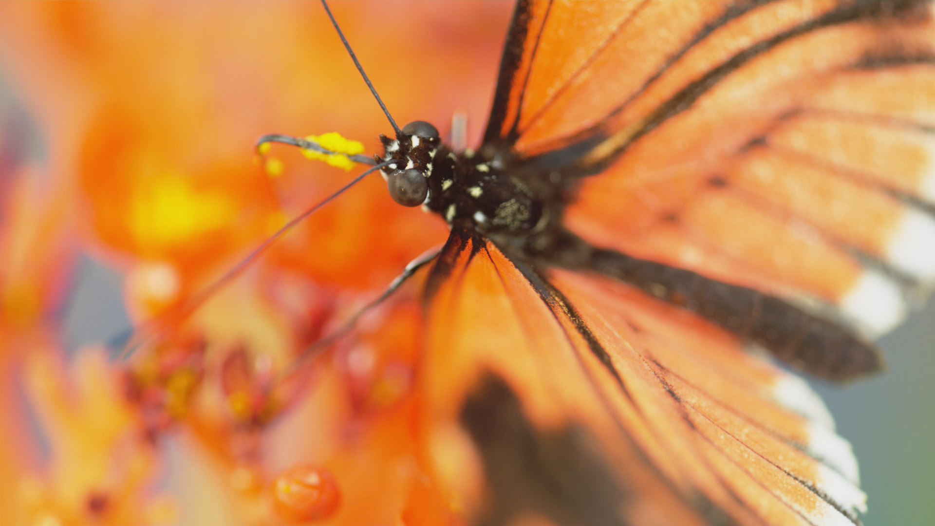 A close-up of a vibrant orange and black butterfly feeding on radiant orange flowers. The fine details of the butterflies are visible, showcasing delicate wings and antennae. The softly blurred background emphasizes their stunning colors.