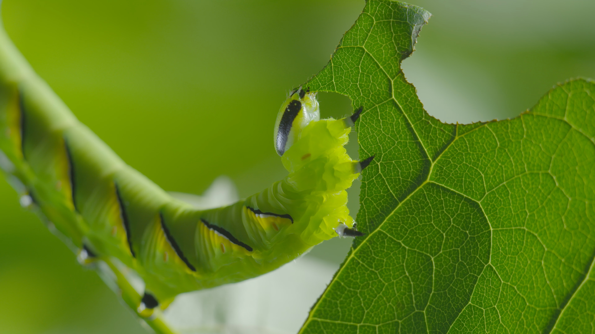 Close-up of a green caterpillar with black stripes and a yellow face, munching on the edge of a vibrant green leaf. Soon, it will transform into one of those magnificent butterflies we admire, with blurred greenery in the background.