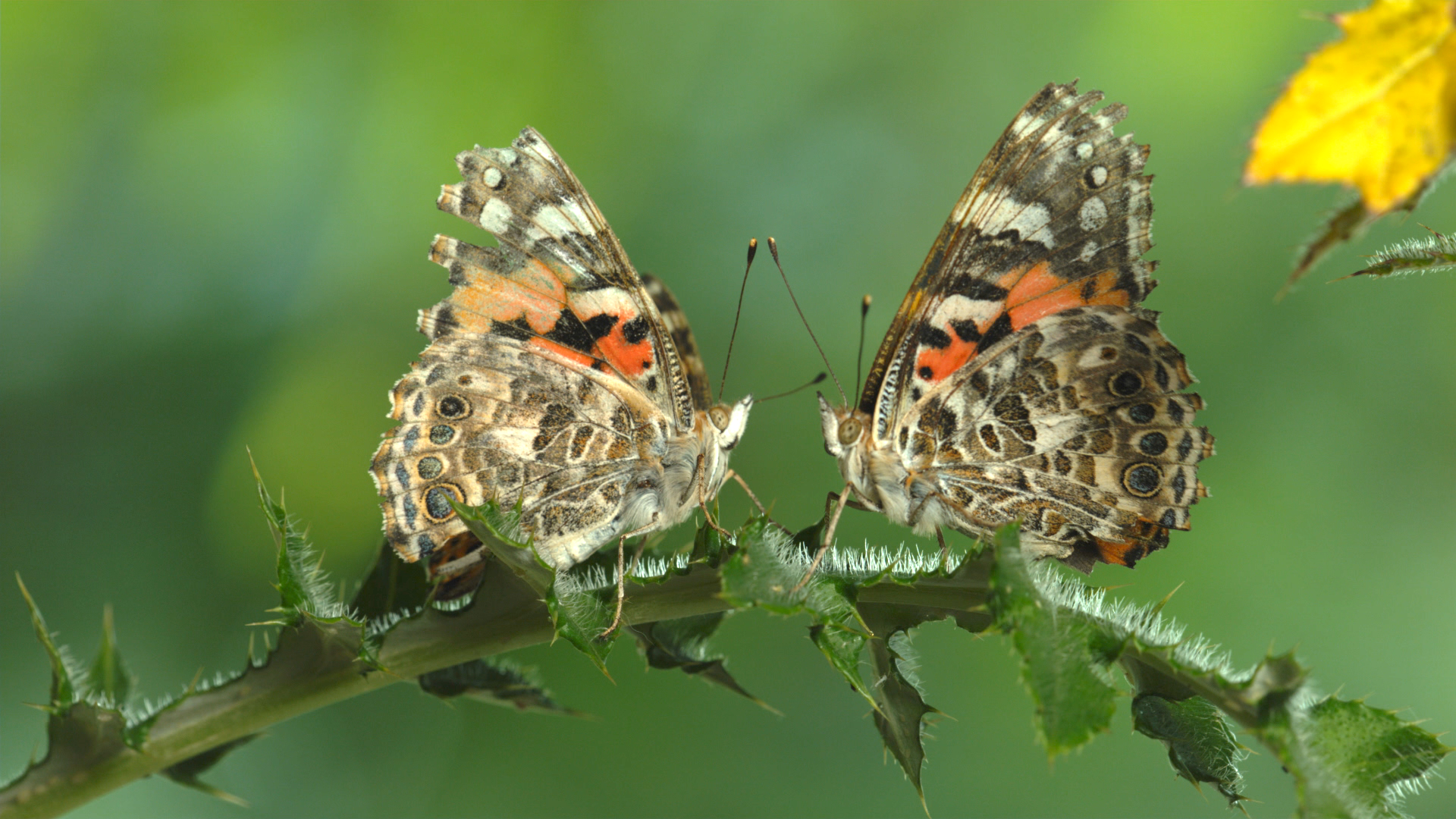 Two colorful butterflies gracefully face each other on a thorny green branch against a blurred green background, their wings showcasing vibrant patterns of orange, black, and white.