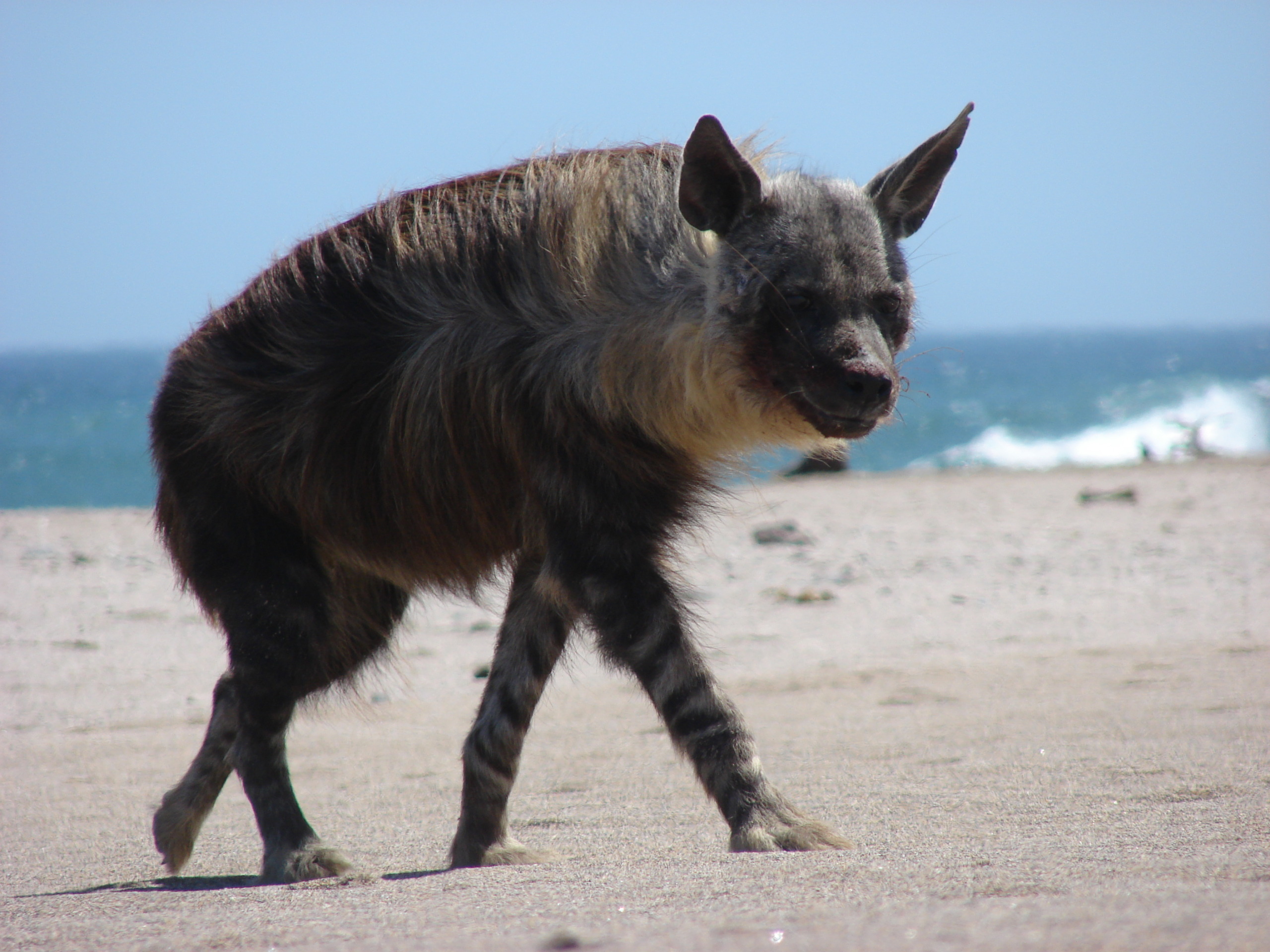 A brown hyena, part of the elusive family of brown hyenas, strolls across a sandy beach with the ocean in the background. The sun shines brightly as waves gently crash on the shore, highlighting its distinctive long hair.