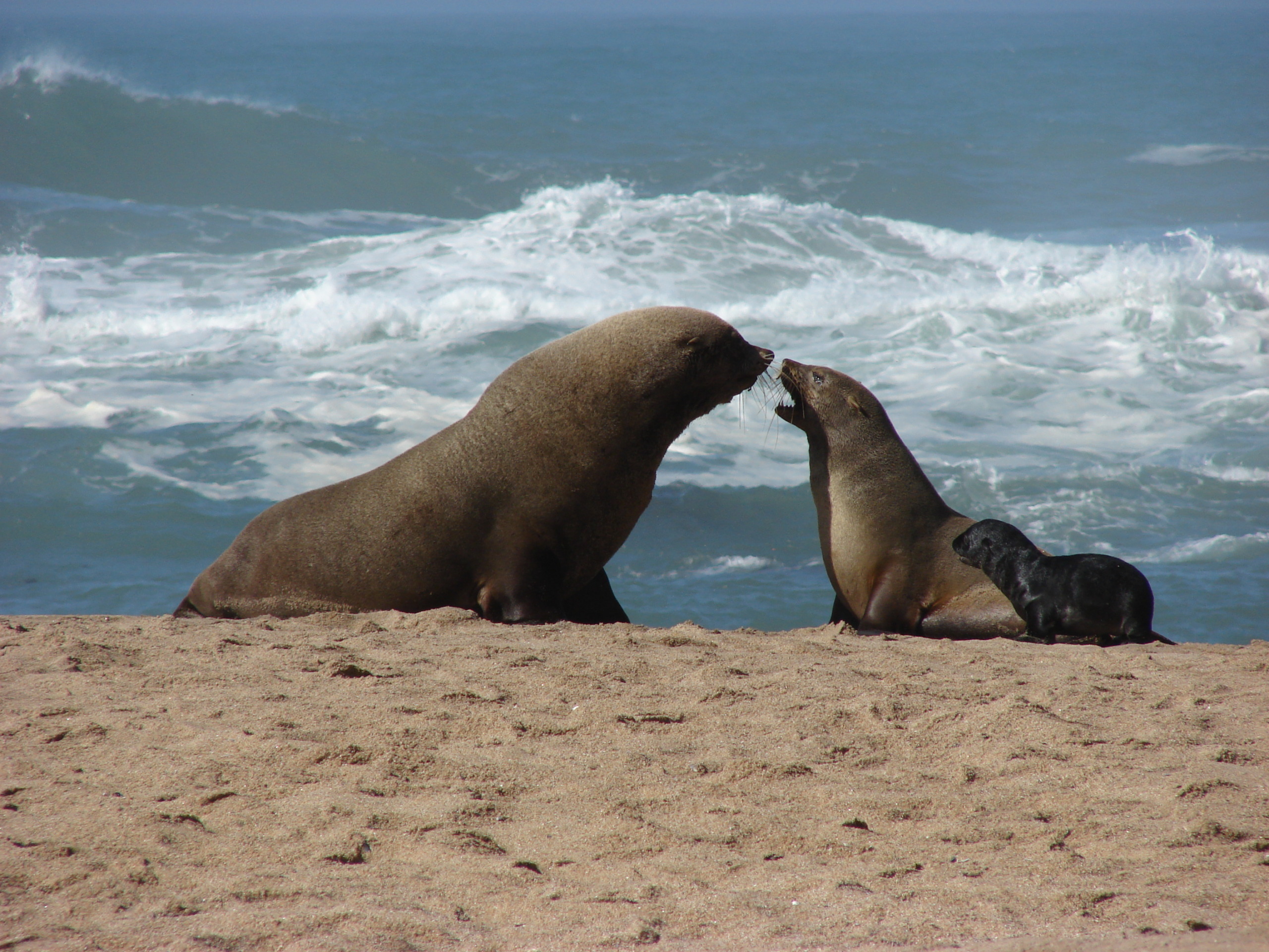 Two adult sea lions and a pup rest on a sandy beach near the ocean. One adult and the pup nuzzle while the other reclines, all sharing this coastal paradise with distant brown hyenas roaming nearby, as waves break serenely in the background.