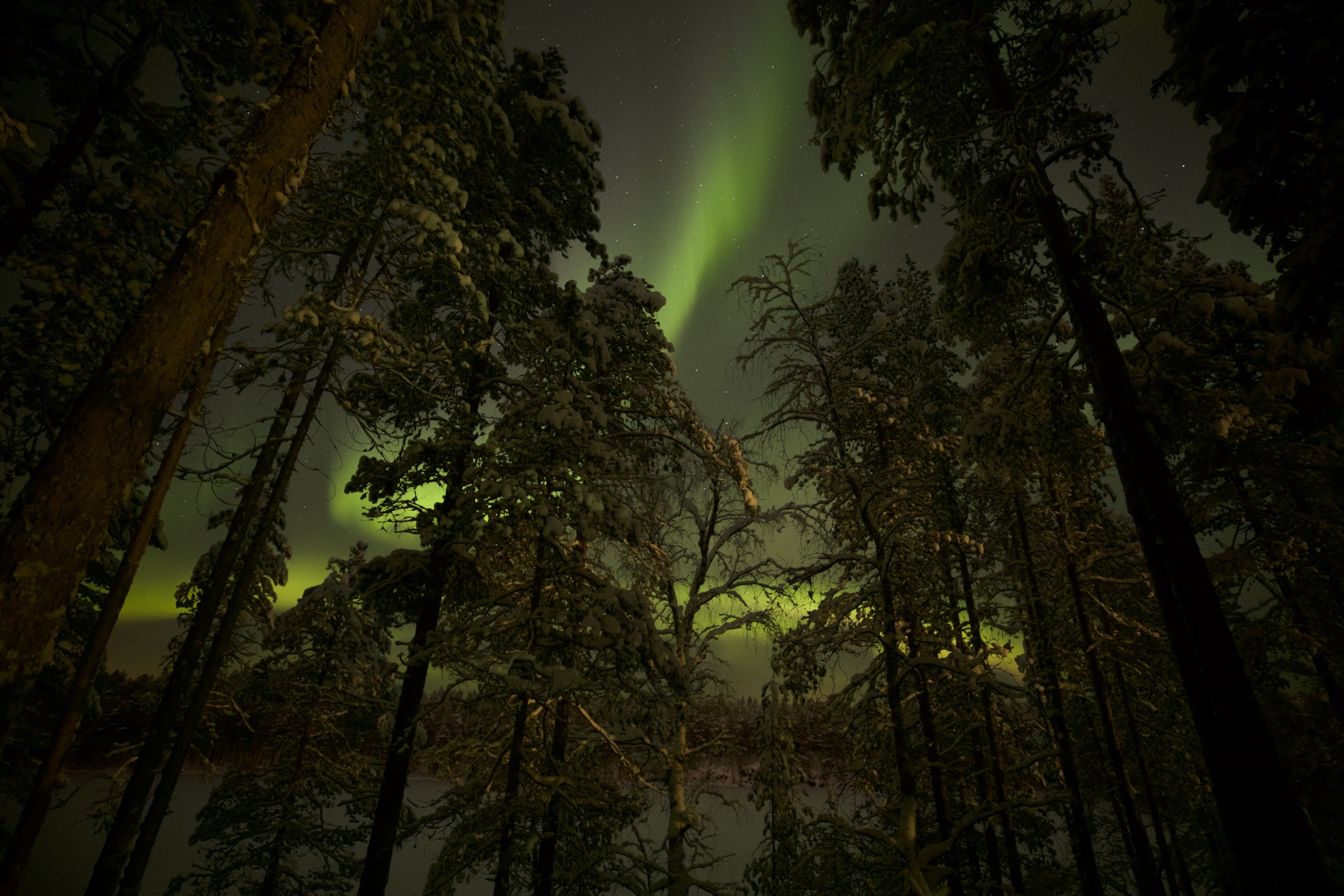 A serene night scene of the northern lights casting a green glow in the sky, framed by tall, snow-dusted trees in Santa's home forest. The aurora stretches across the dark, starry sky, creating a mystical and wild atmosphere.