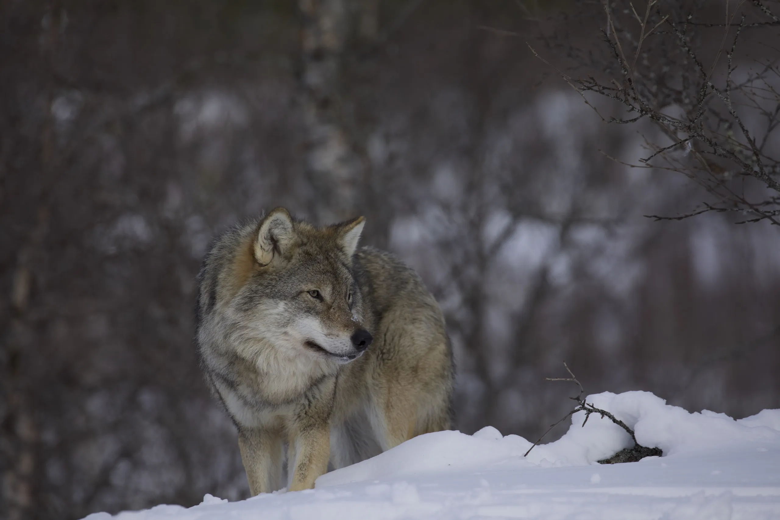 A lone wolf stands on a snow-covered landscape, looking to the side. The wild backdrop of blurred trees creates a serene, natural wintery scene reminiscent of Santa's tranquil home.