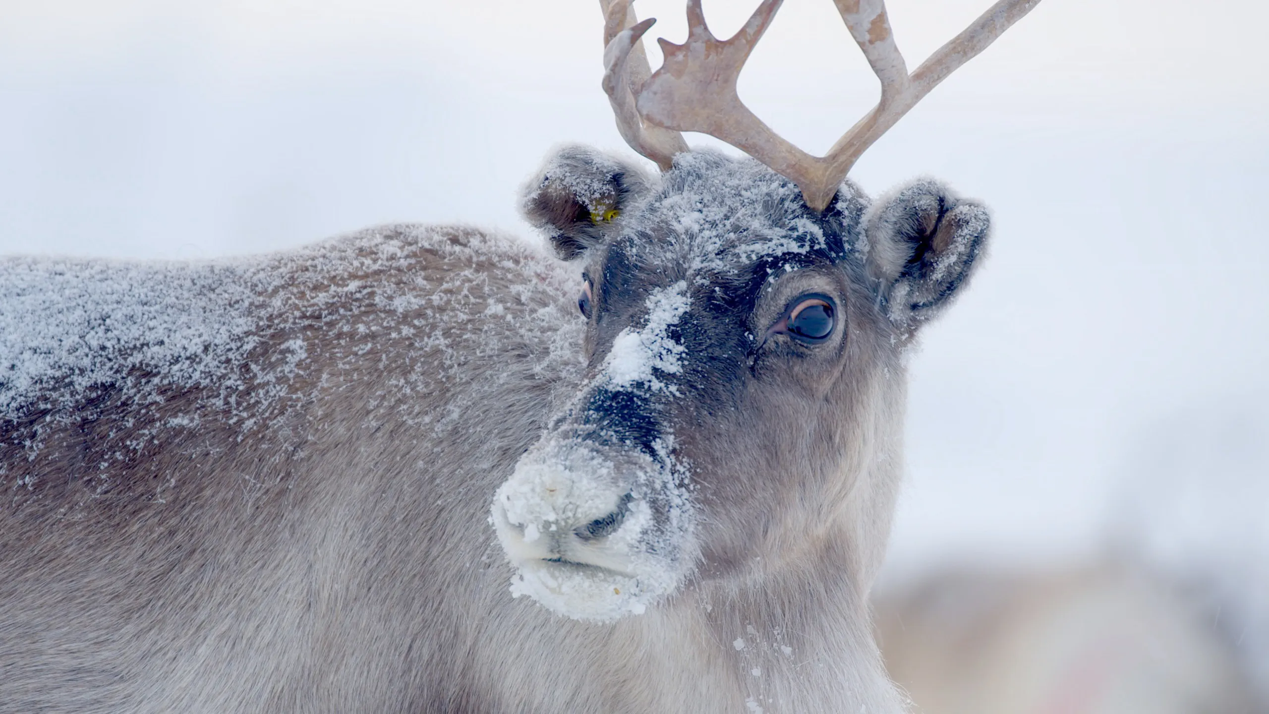 A reindeer stands in a snowy landscape, its thick fur dusted with snowflakes. The animal's wild antlers are prominent against the white background, evoking the magical essence of Santa’s Home and highlighting its alert expression.