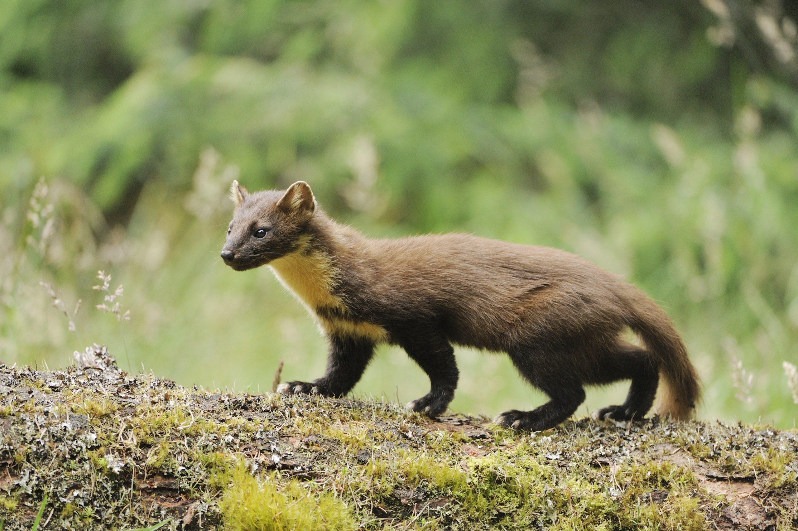 A pine marten with a sleek brown coat and pale yellow throat strides confidently along a mossy log, set against the blurred green backdrop of Scotland's enchanting forests.