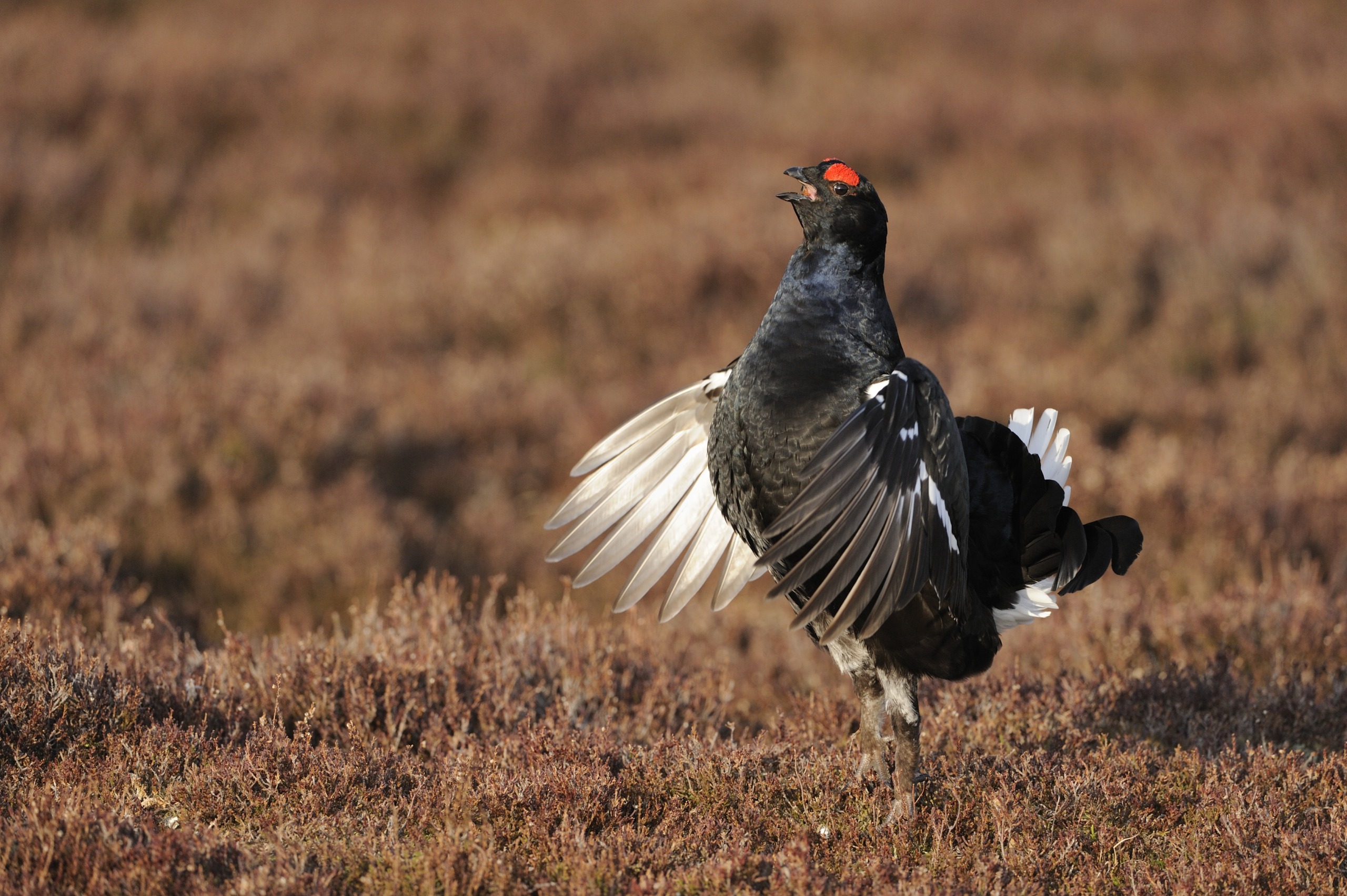 A black grouse with distinctive red eyebrows stands on a grassy field in Scotland, its wings partially spread. The background is a blurred mix of brown and green tones, evoking the serene beauty of the Scottish landscape.