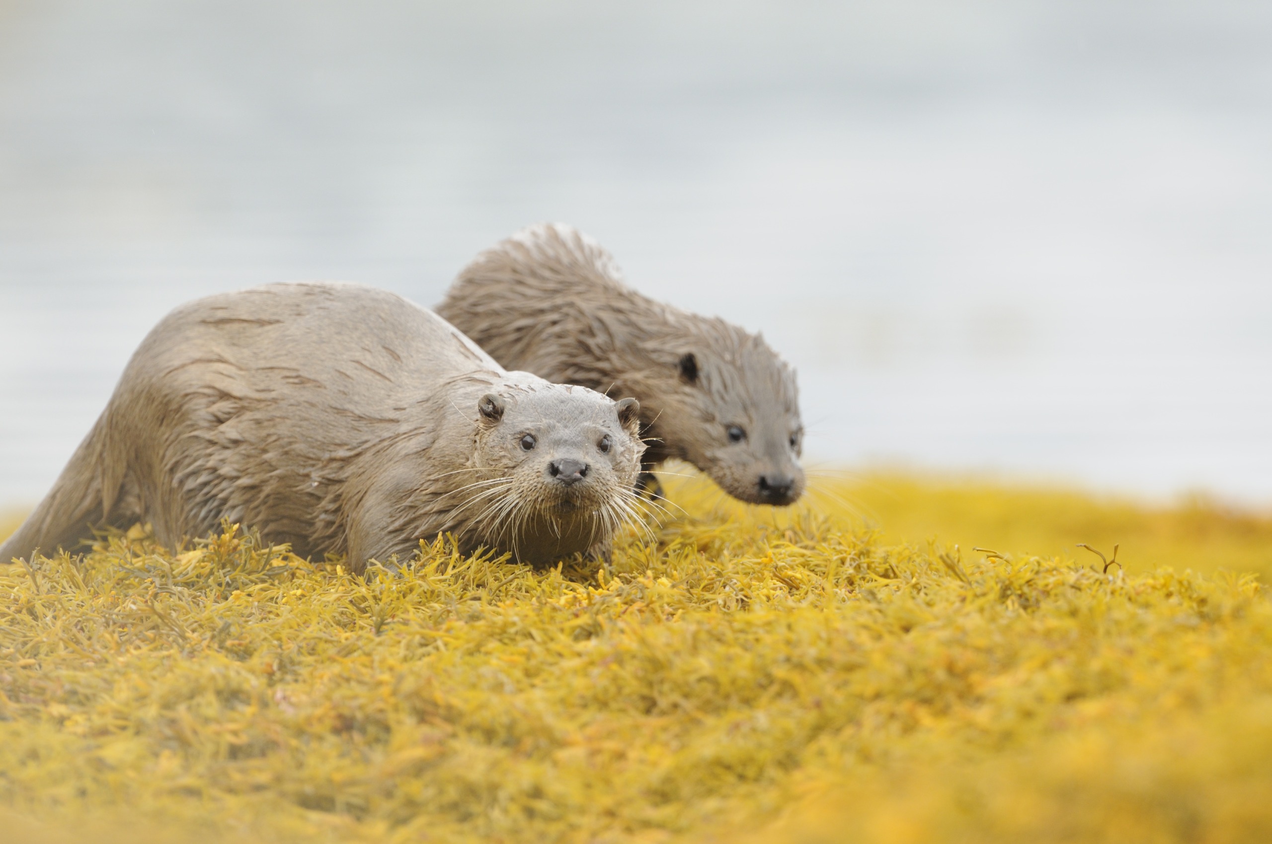 Two otters rest on a bed of yellow moss near the water, embodying the wild essence of Scotland. One otter faces forward while the other looks to the side, slightly behind. The blurred background enhances the focus on these charming creatures amidst their natural habitat.