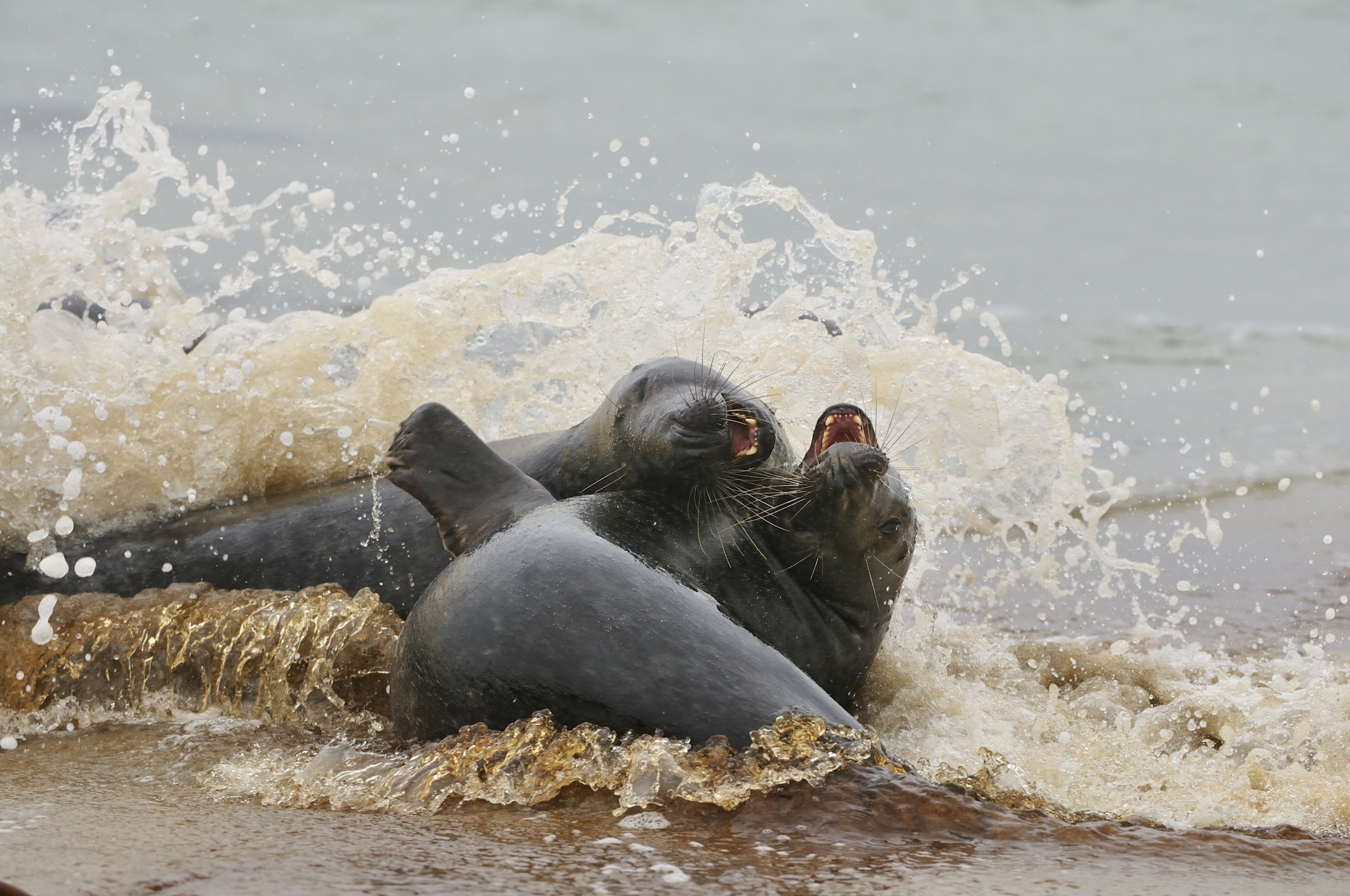 Two seals playfully engage in the surf off the coast of Scotland, with splashes of water surrounding them as their mouths are open in playful interaction. In the background, gentle waves roll gracefully toward the shore.