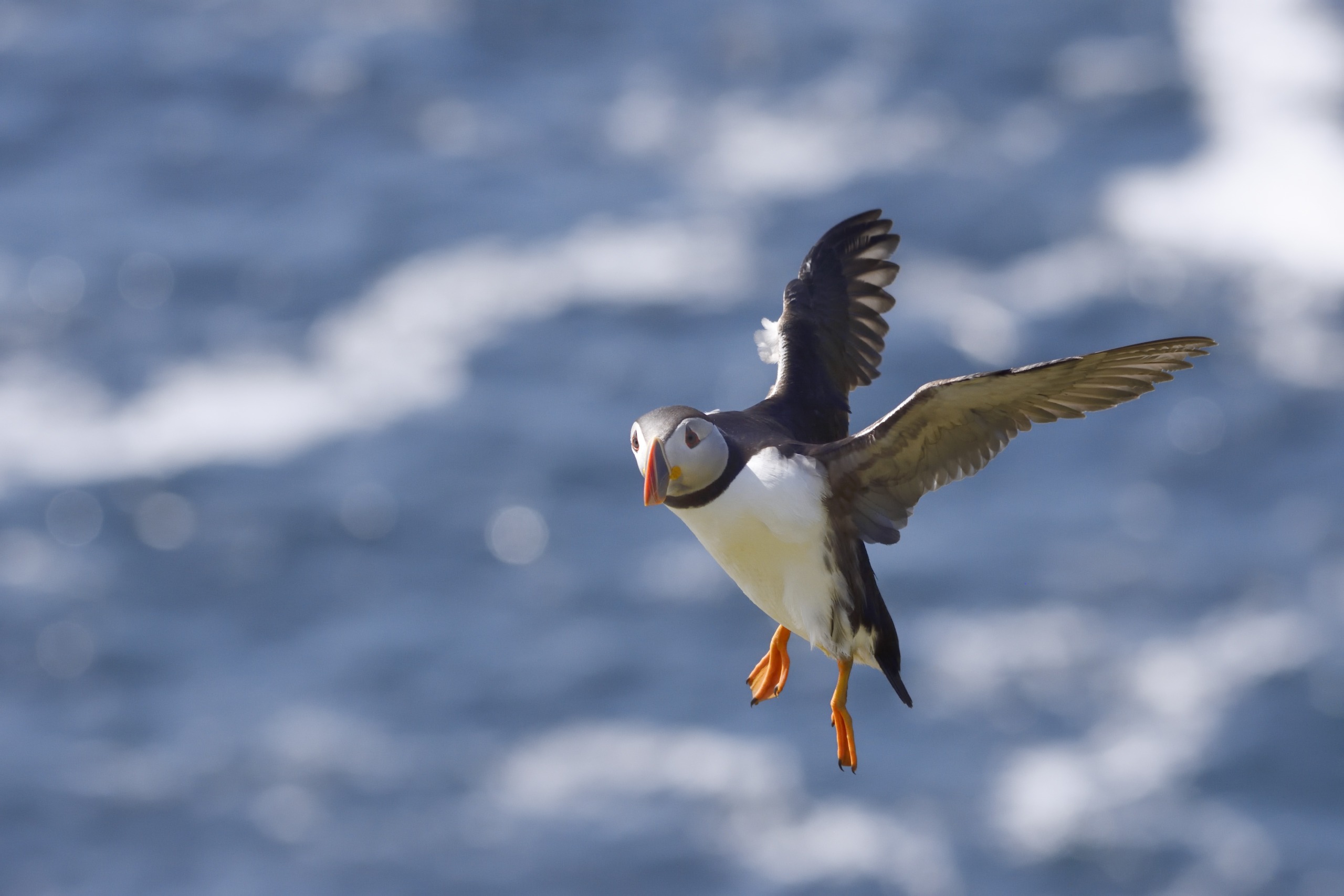 A puffin in flight over the Scottish ocean with wings extended. The bird's distinct black and white plumage and orange beak stand out against the blurred blue and white background of waves.