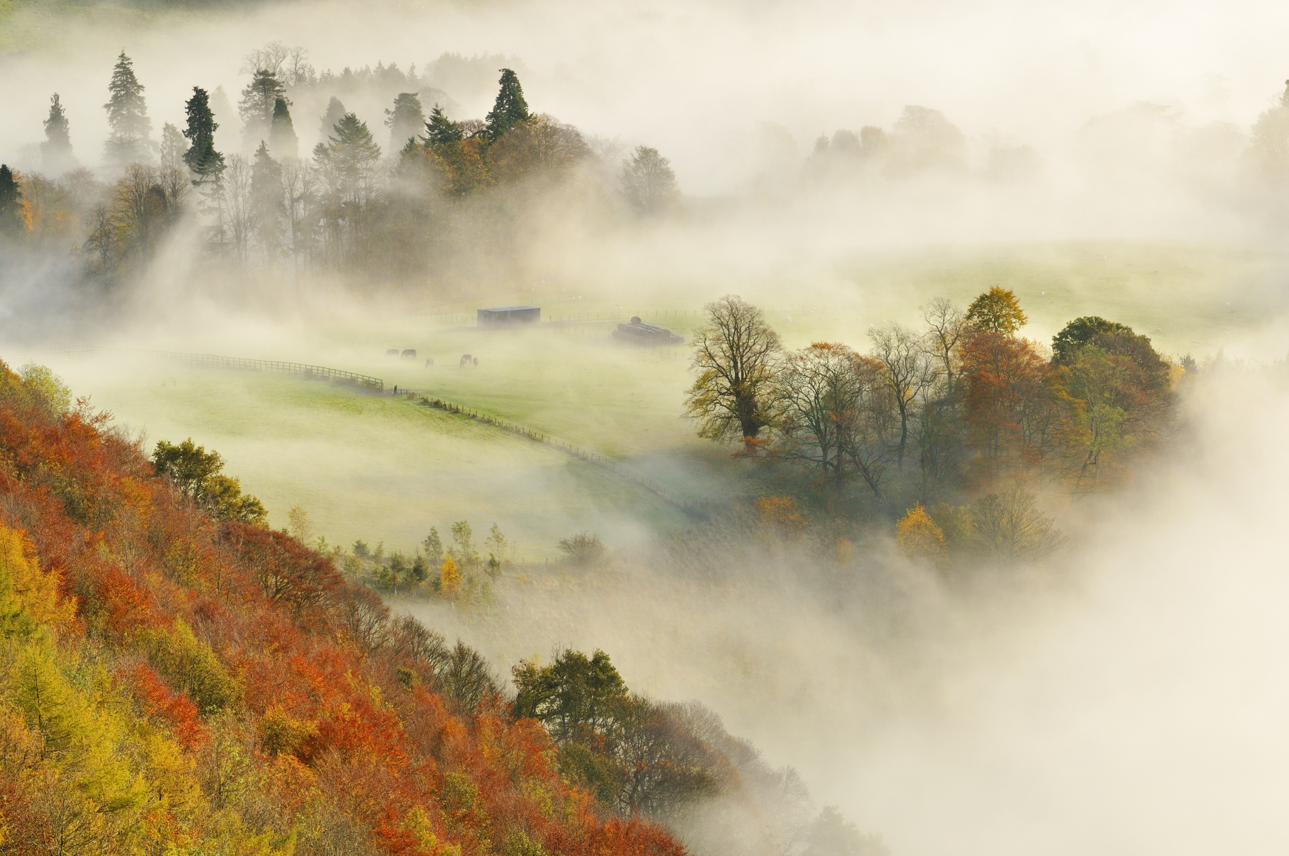 A misty Scottish landscape featuring a lush valley with autumnal trees. The fog gently rolls over grassy fields, partially obscuring a distant farmhouse and grazing horses. The foliage displays vibrant hues of red, orange, and green against the soft haze, evoking the serene beauty of Scotland.