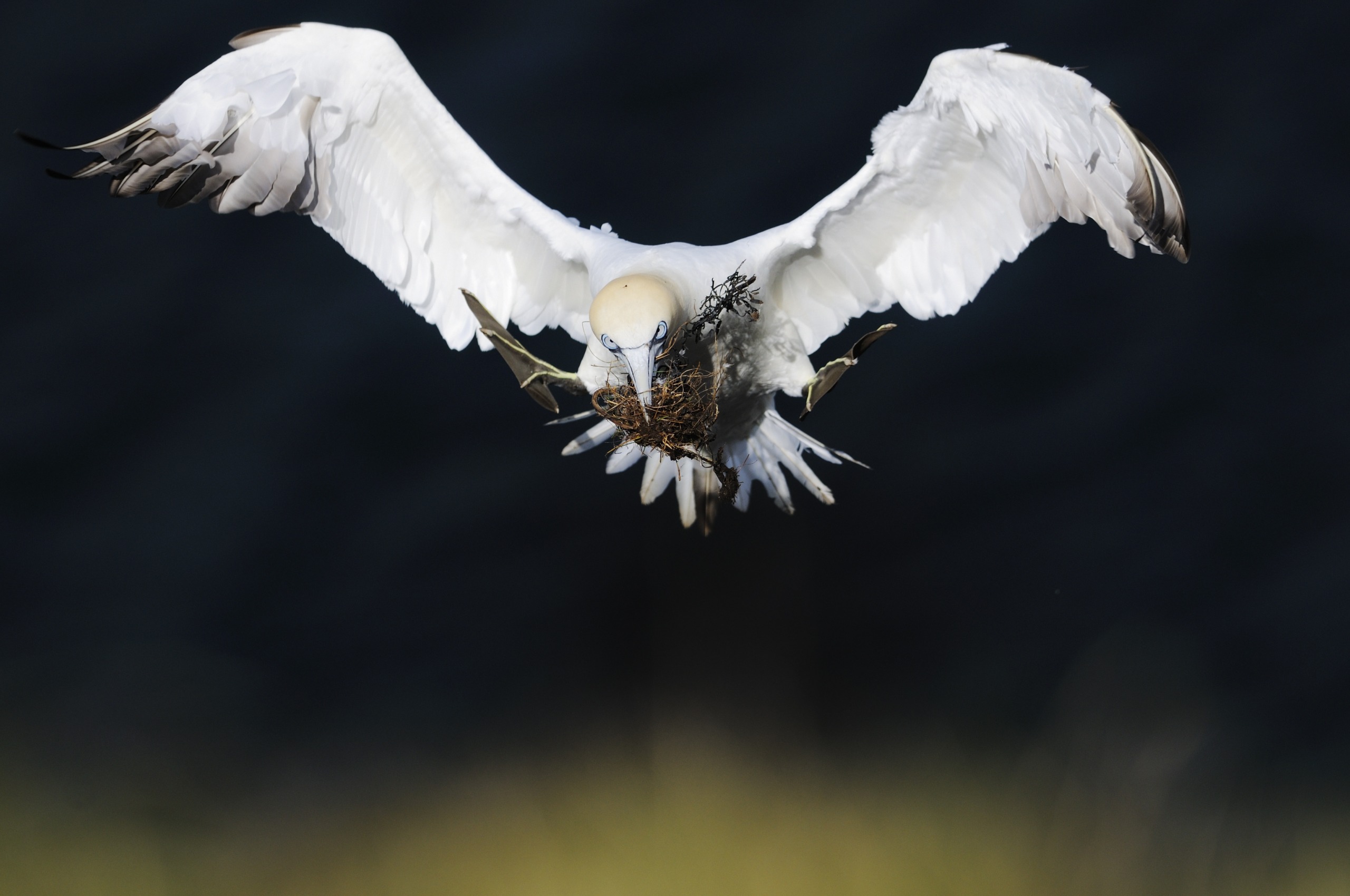 A white bird with large wings, reminiscent of Scotland's wild beauty, flies toward the camera carrying nesting material in its beak. The dark background highlights the bird's light feathers and the bundle it holds.