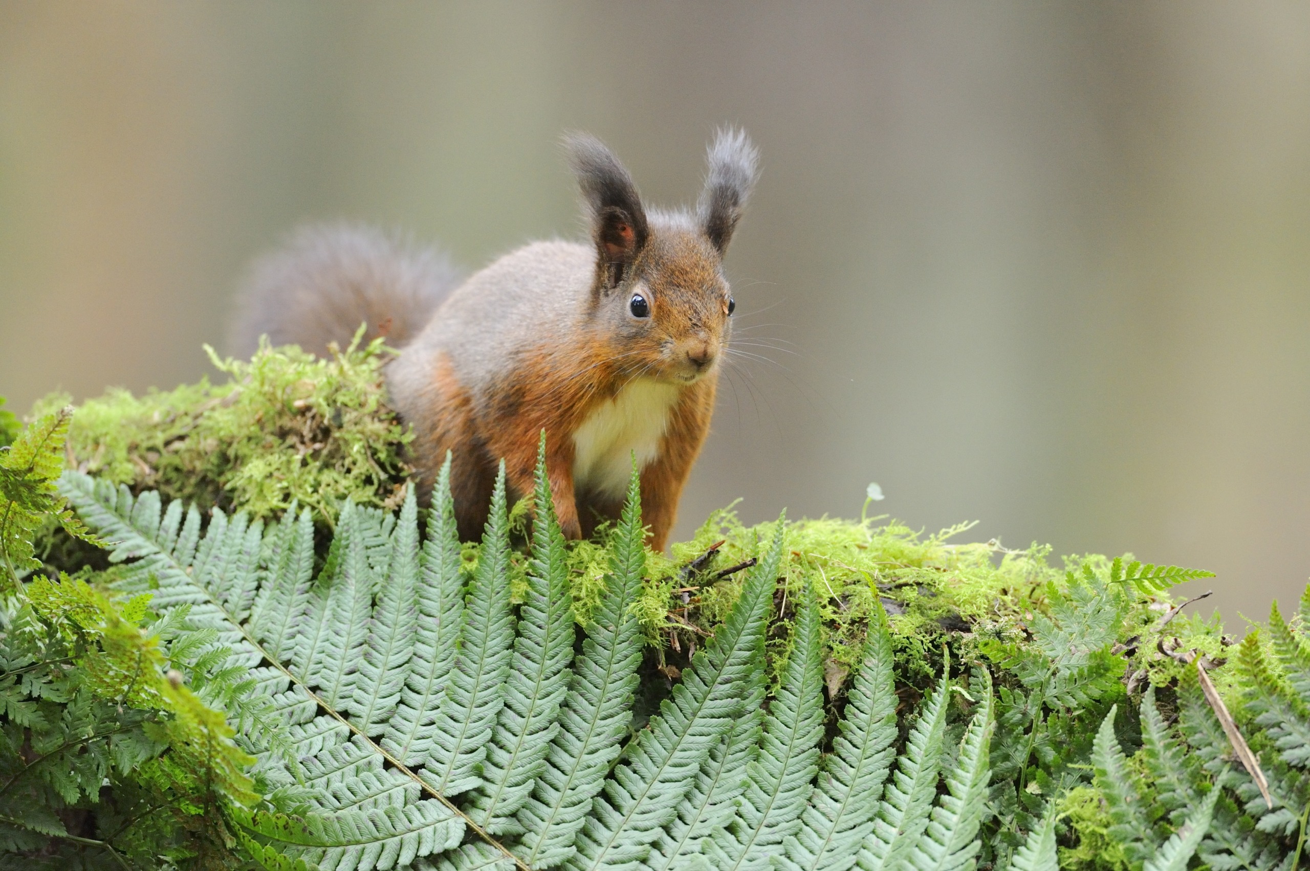 A red squirrel with tufted ears stands on a lush, moss-covered branch in a serene Scottish woodland. The foreground features green ferns, while the background is softly blurred, highlighting Scotland's natural beauty.