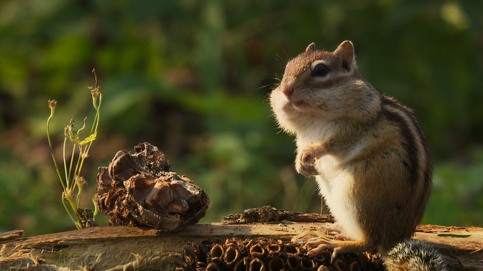 A chipmunk sits on a log, its front paws held close to its chest. The backdrop is a soft blur of wild green foliage, reminiscent of changing seasons. A small piece of bark rests nearby, and the warm lighting highlights the chipmunk's fur beautifully.