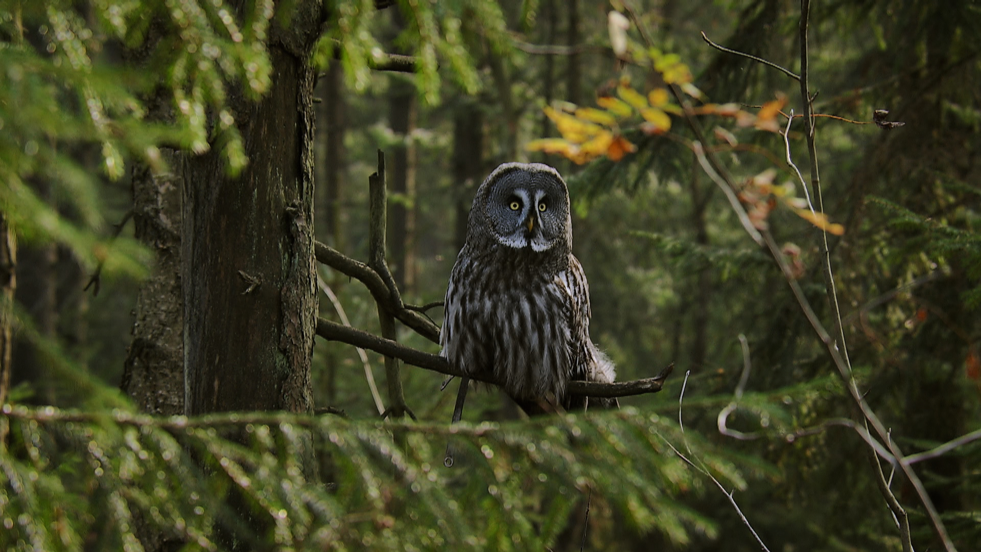 In the wild depths of the dense forest, an owl with striking yellow eyes perches on a branch. Green pine needles surround this emblem of wildlife as sunlight filters through the trees, highlighting its gray and white patterned feathers in a beautiful dance that echoes through the seasons.