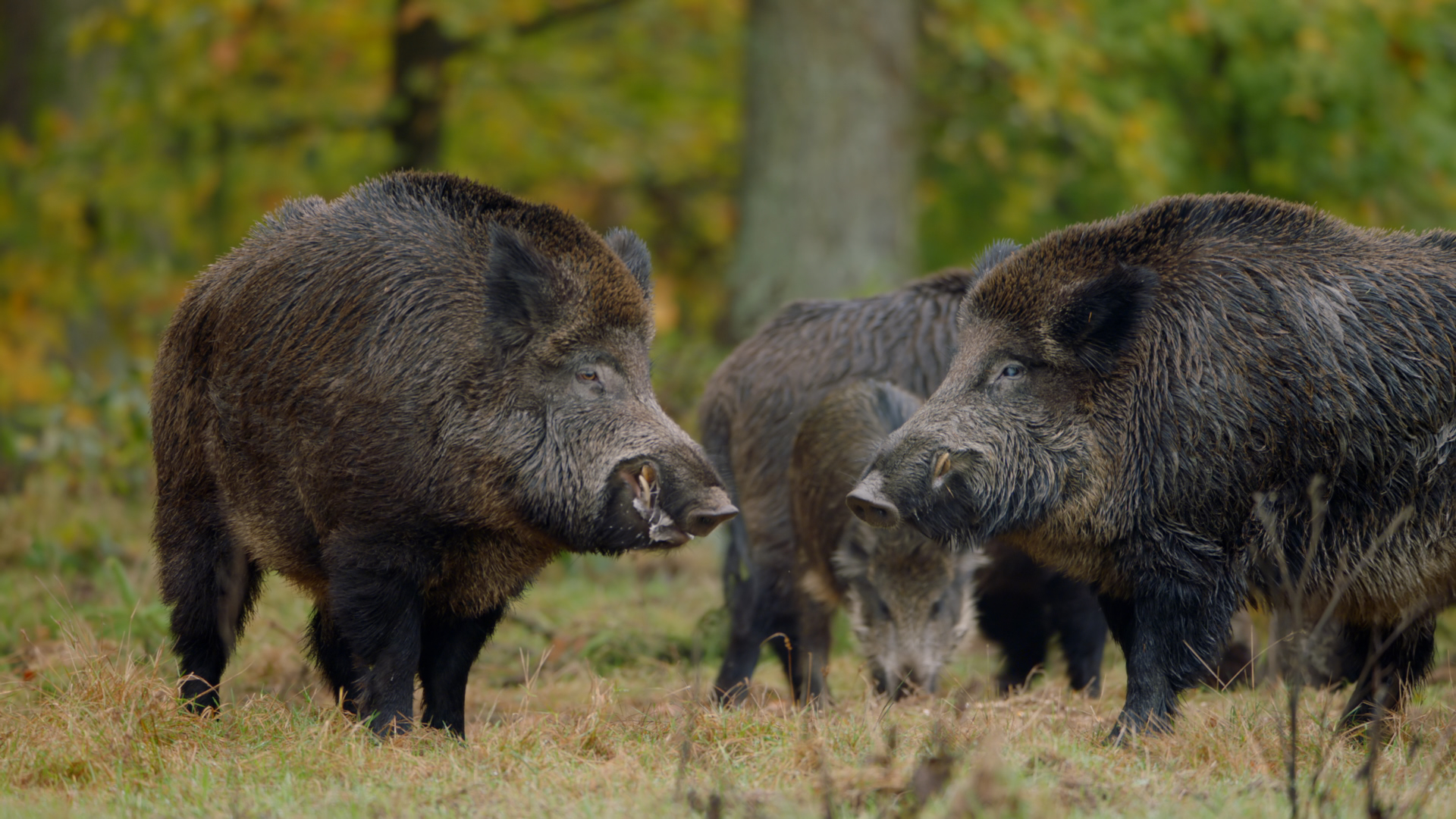 In a wild, lush forest clearing, two large boars face each other with smaller ones in the backdrop. The vibrant scenery reflects the fullness of seasons changing, painting a vivid picture of nature's untamed tapestry.