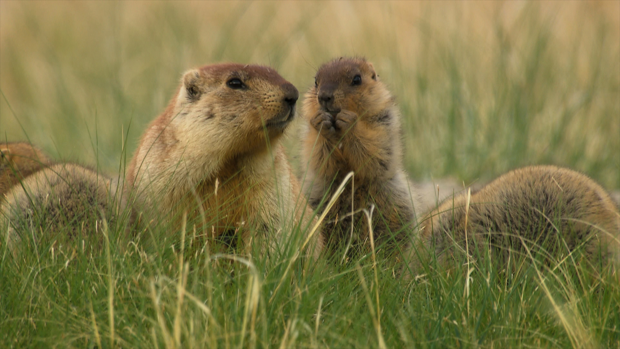 Two marmots are seen close together in a field of tall green grass, embodying the wild essence of nature. One appears to be whispering or nuzzling the other, creating a sense of interaction and companionship, while the softly blurred background hints at changing seasons.