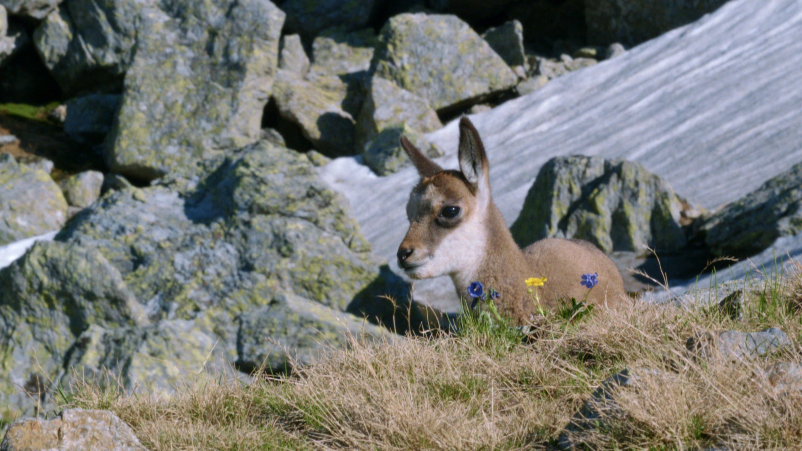 A young chamois with light brown and white fur sits on grass near vibrant wildflowers, embodying the beauty of the Seasons in the Wild. It's surrounded by rocky terrain and patches of snow, nestled perfectly in a breathtaking mountainous landscape.