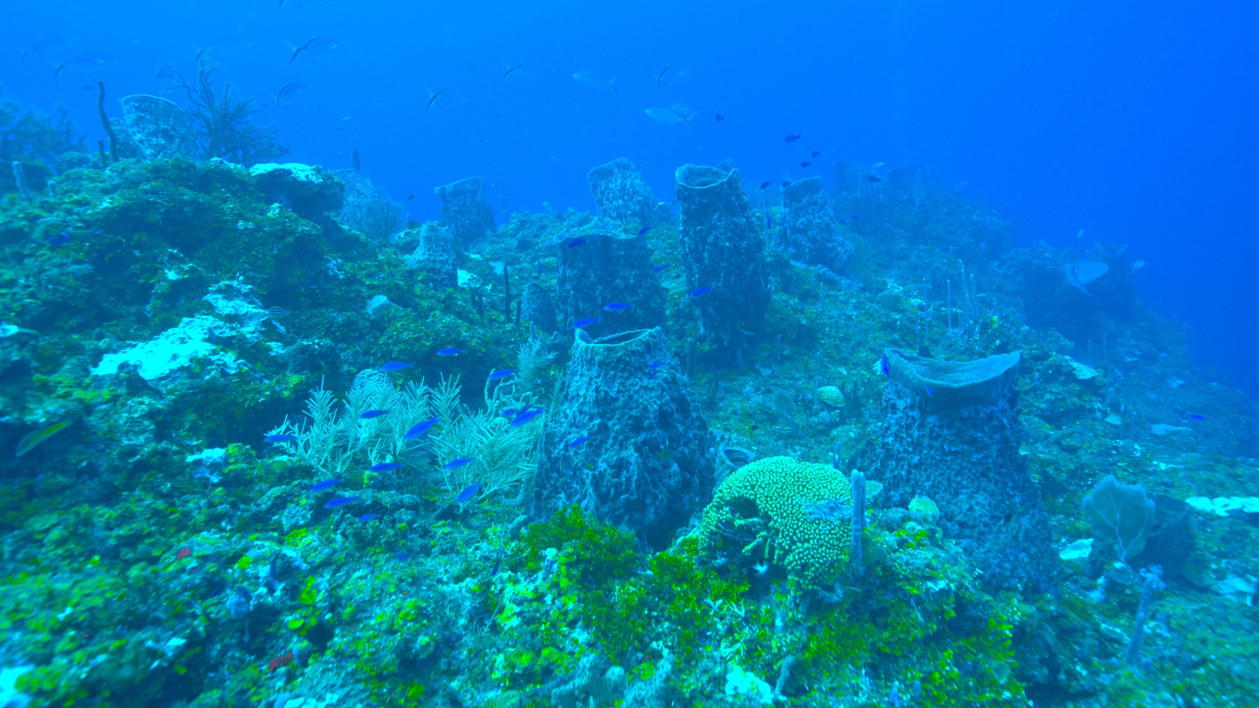 An underwater scene of a vibrant Caribbean coral reef showcases various corals, sponges, and small fish swimming gracefully. The blue water provides a serene backdrop, highlighting the diverse marine life and rich colors of this tropical ecosystem.